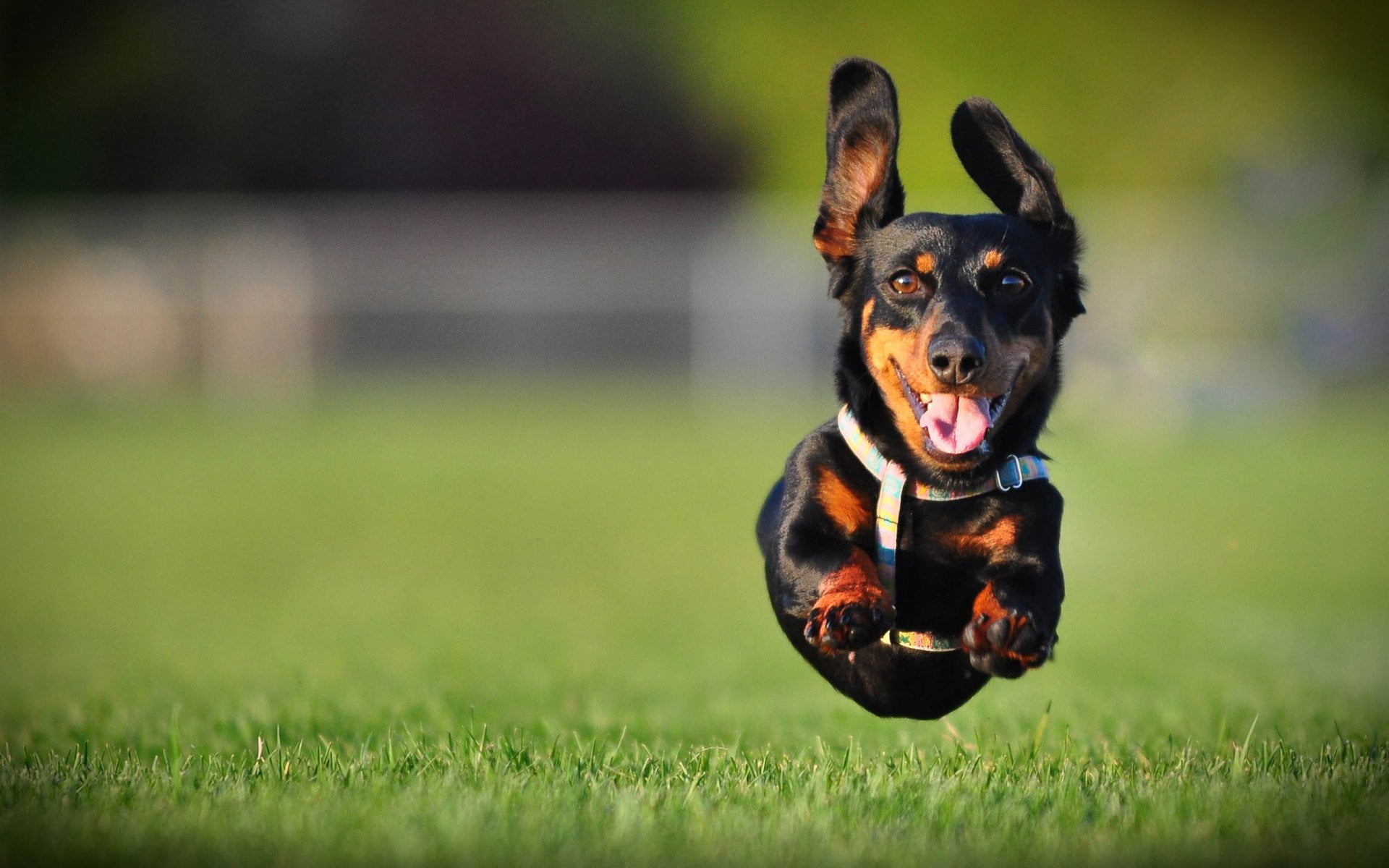 domestic animals, nature, grass, Dogs, animal, mouth open, mammal, Dachshund, selective focus, pets, mahogany, Jump, one animal, day, black, motion, plant, HD Wallpaper