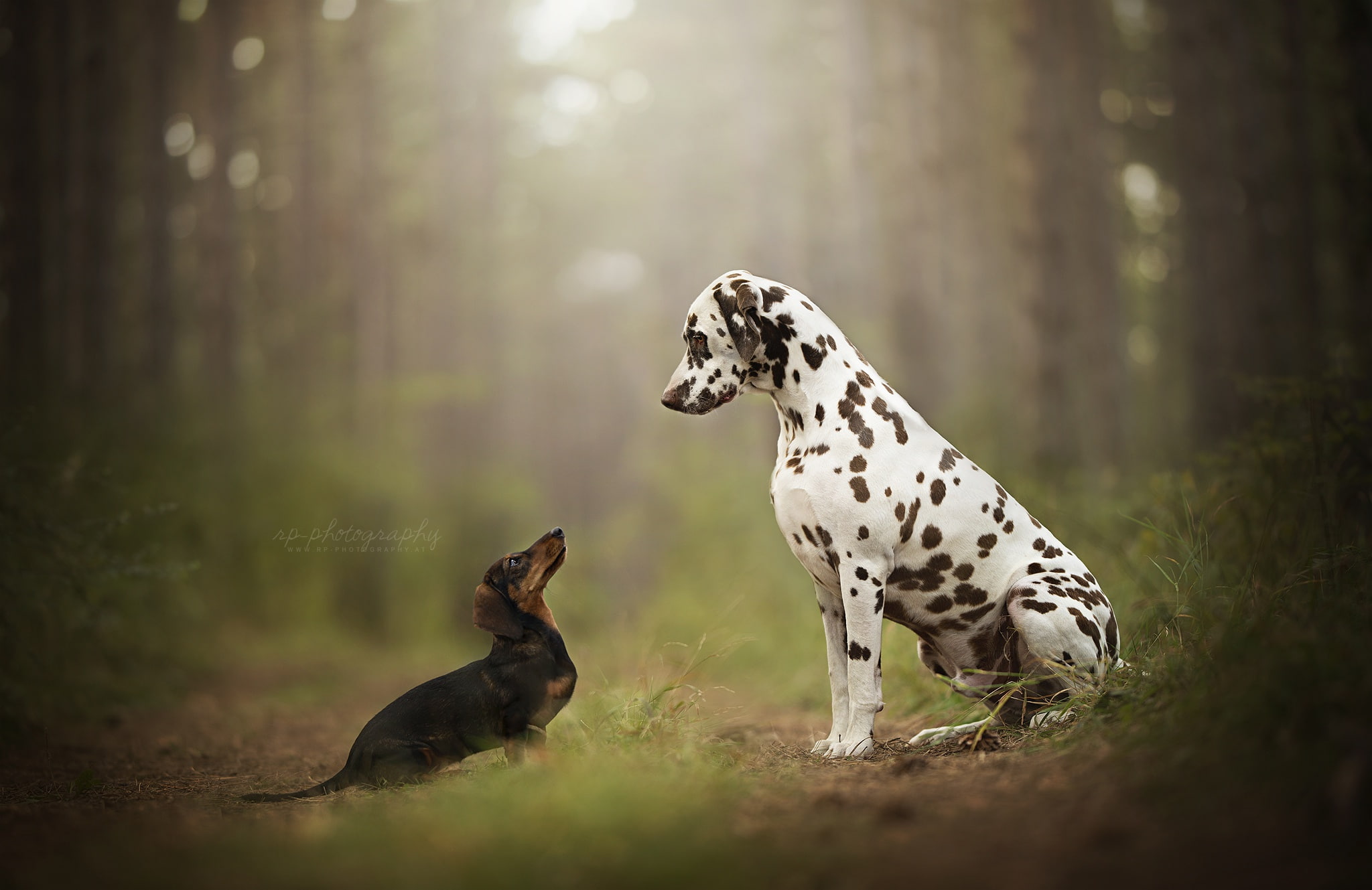 Dalmatian, forest, peepers, two dogs, bokeh, 1080P, Dachshund, HD Wallpaper