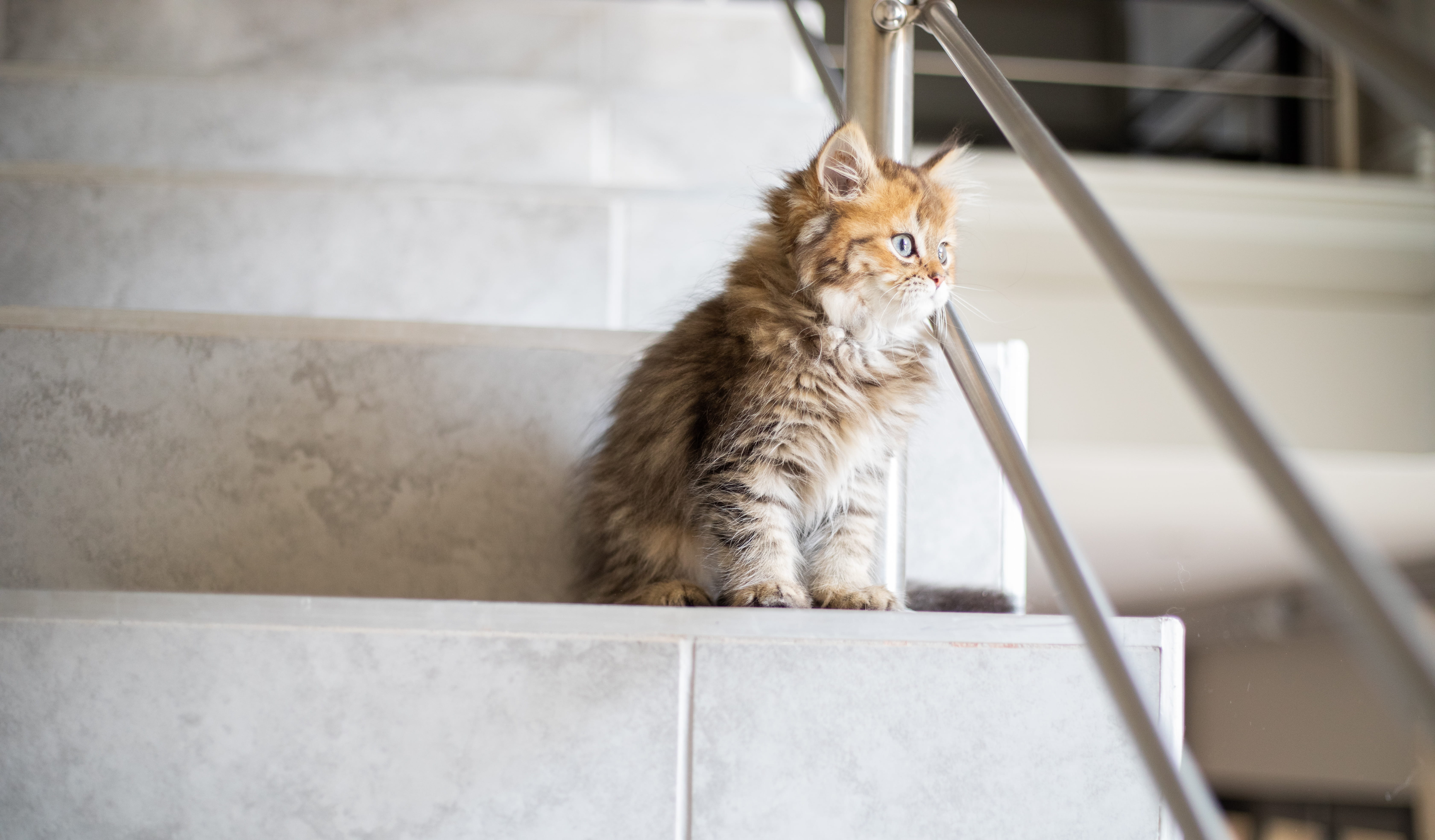 home decor, pets, furniture, longhair, kitten, pet, wall, flooring, feline, wood, vertebrate, mammal, sitting, abyssinian, looking, whisker, no people, HD Wallpaper
