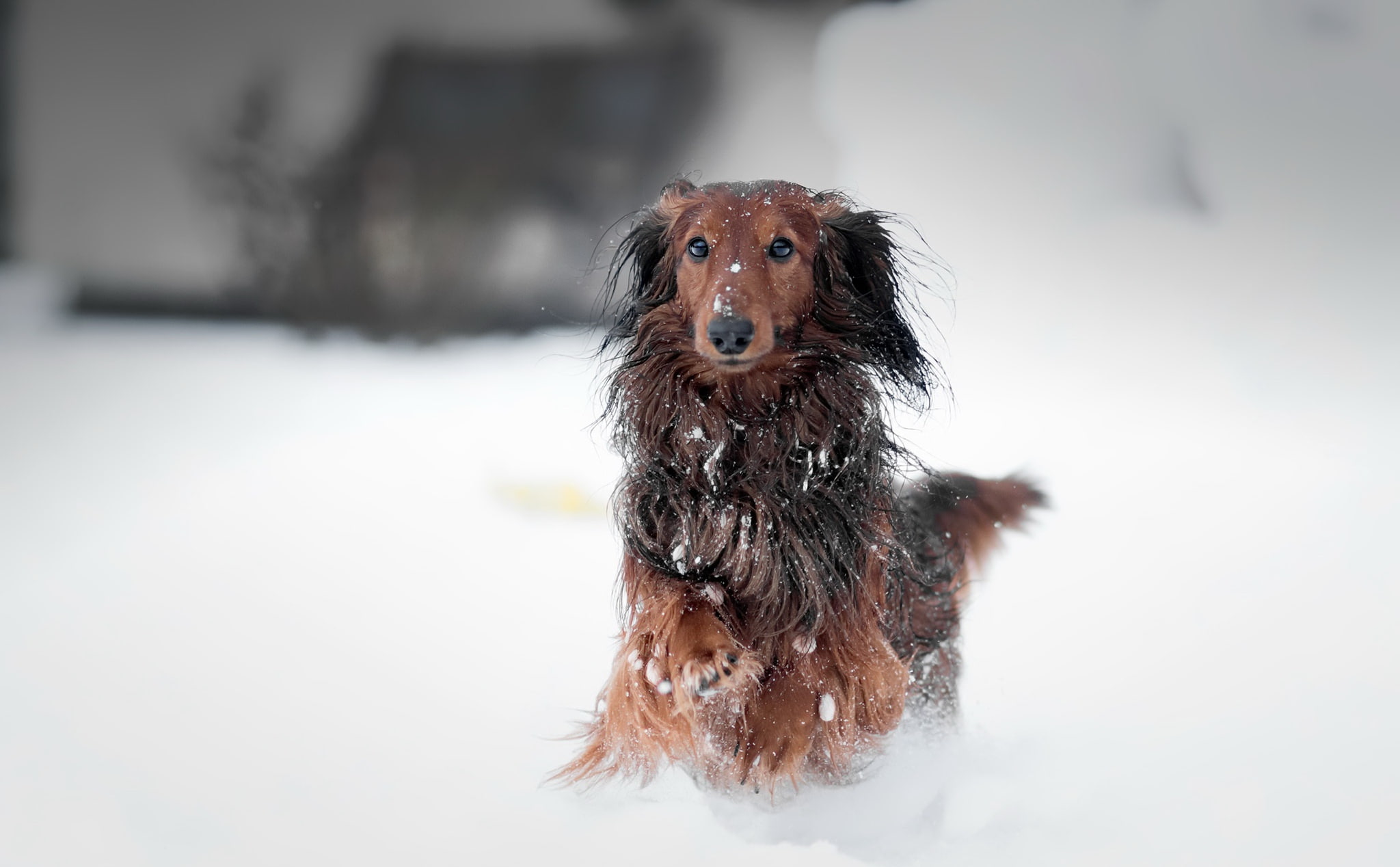 animals, dog, mammal, looking, portrait, sitting, cold temperature, snowing, dachshund, no people, canine, winter, wet, domestic, pets, domestic animals, HD Wallpaper