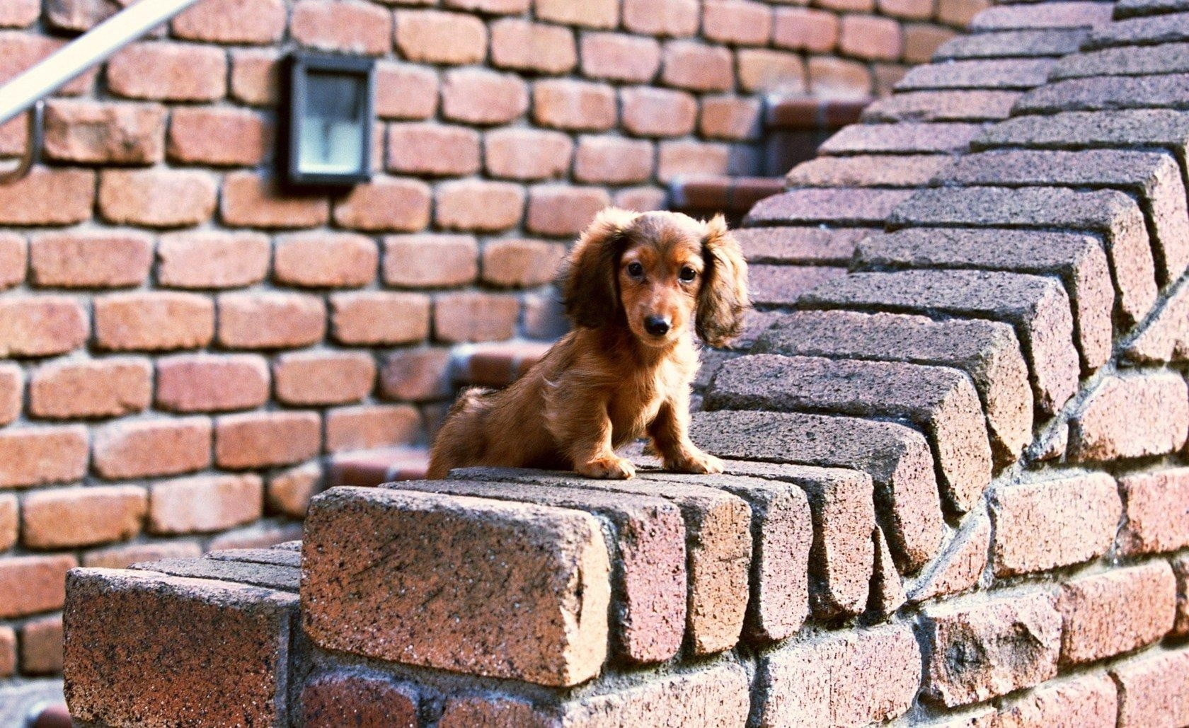 street, wall - building feature, ears, brick wall, dachshund, animal themes, red, pets, architecture, portrait, puppy, wall, mammal, canine, day, bricks, HD Wallpaper