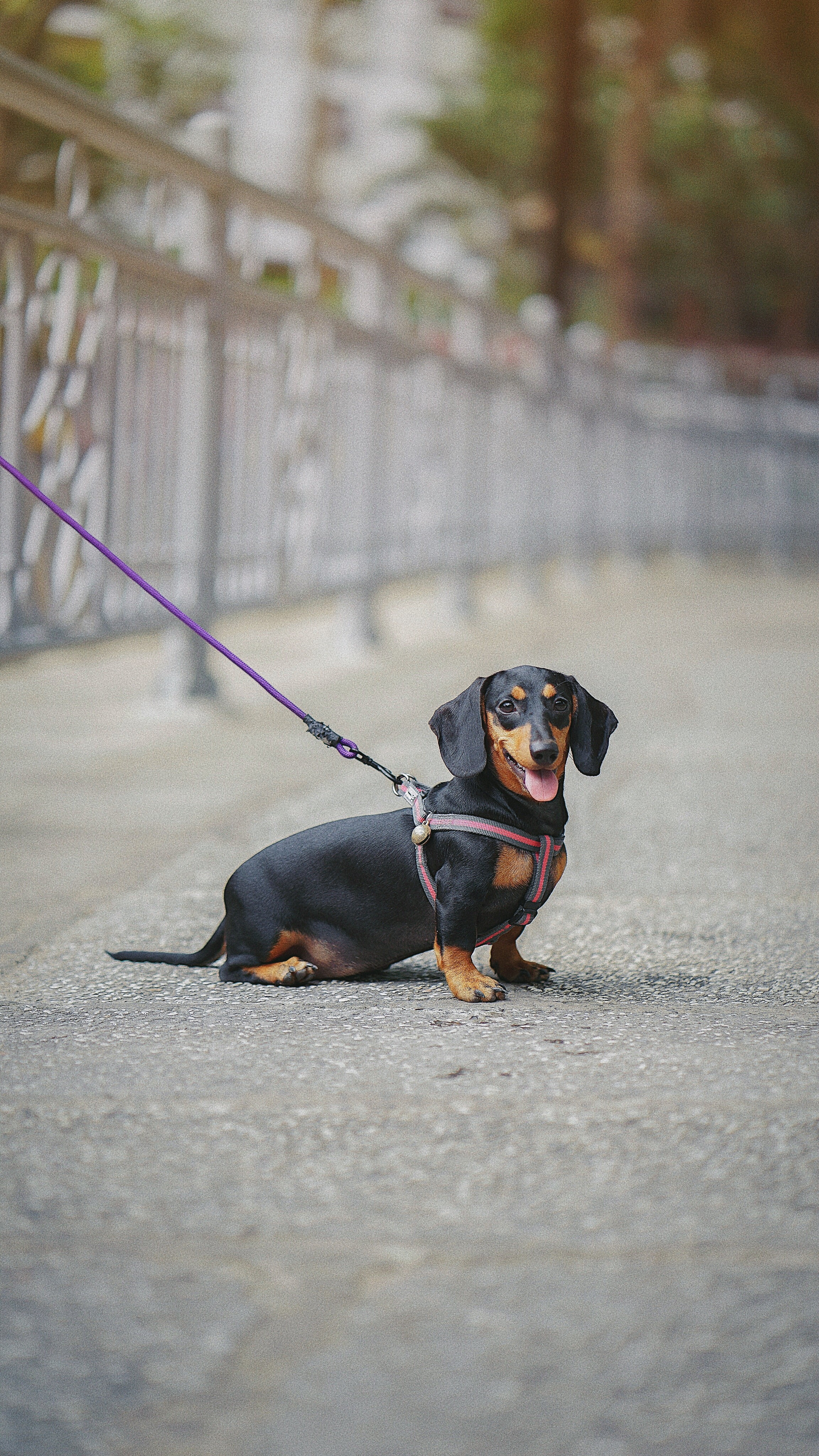 outdoors, domestic animals, dachshund, mammal, no people, one animal, canine, purebred dog, pet leash, pets, lap dog, day, domestic, selective focus, dog, Phone HD Wallpaper