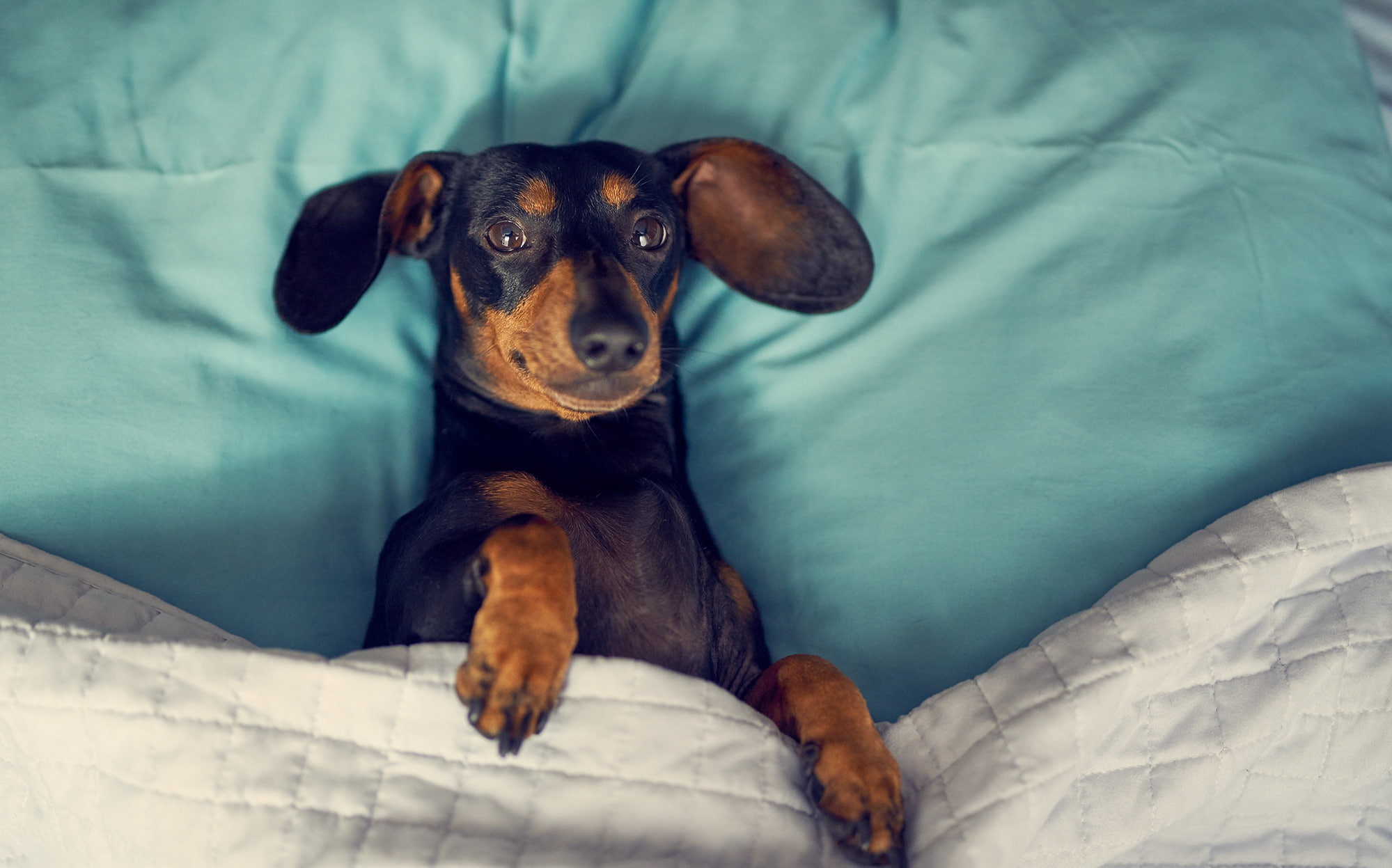 Dogs, 1080P, Pet, Dachshund, Dog, HD Wallpaper
