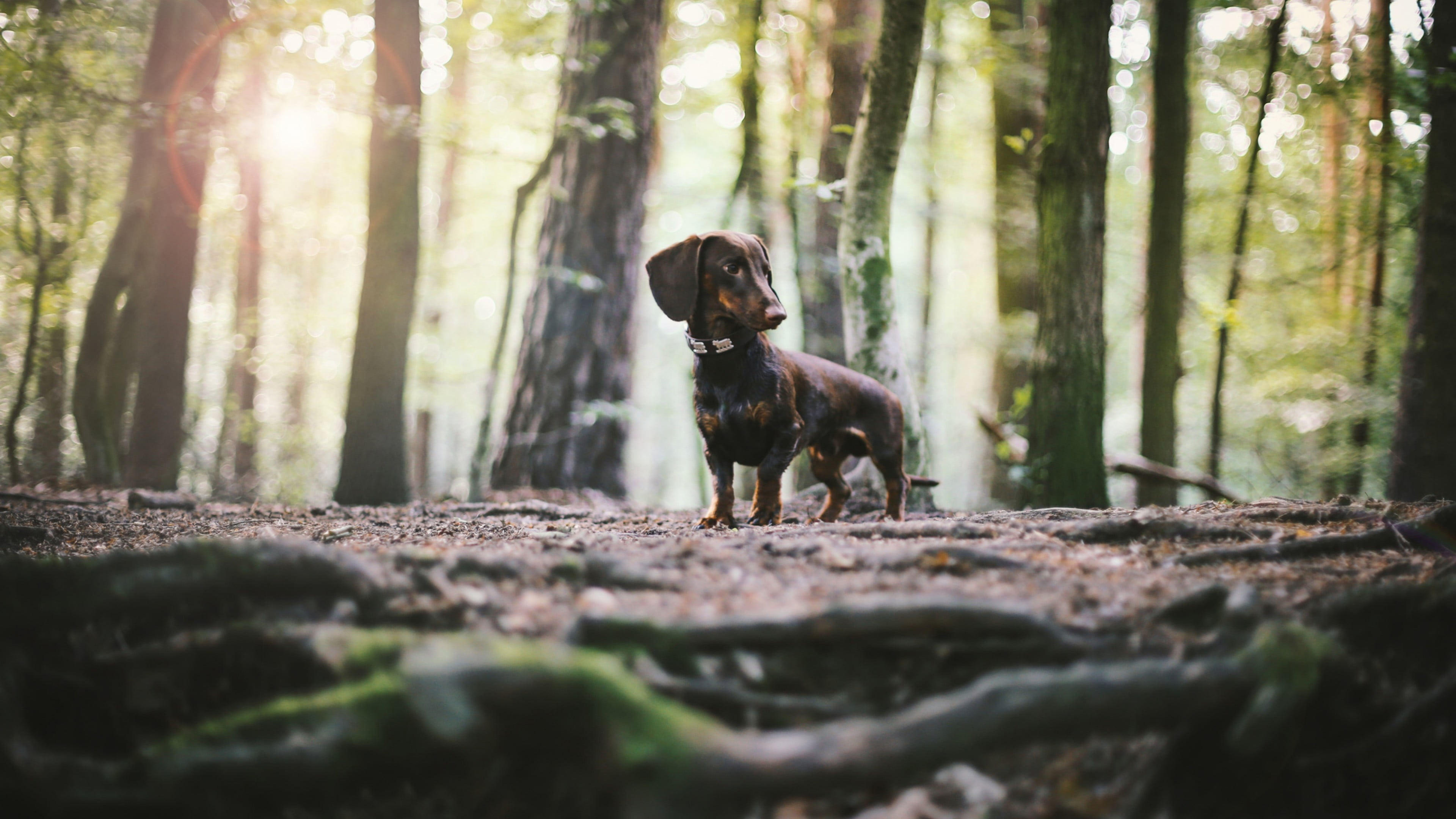 surface level, mammal, land, tree, outdoors, day, domestic, dachshund, forest, tree trunk, domestic animals, one animal, canine, 4K, pets, plant, nature, HD Wallpaper