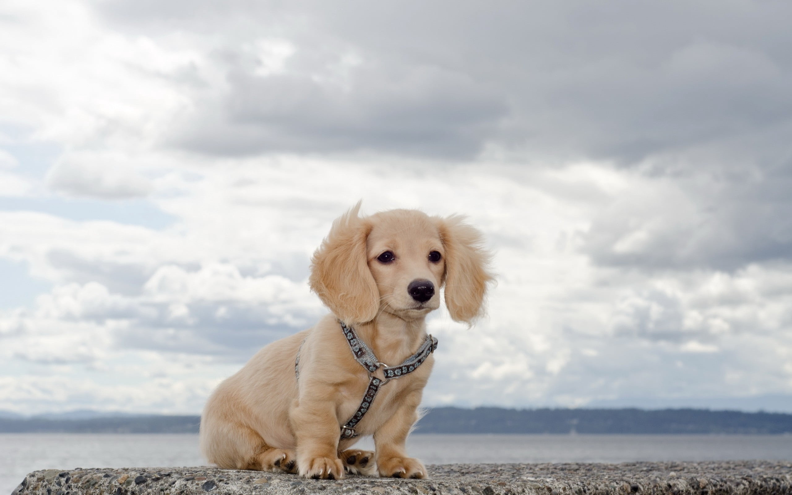 brown, outdoors, cute, young Animal, 2K, collar, mammal, tan, vertebrate, sky, golden Retriever, no people, animal themes, canine, dachshund, beach, animal, HD Wallpaper