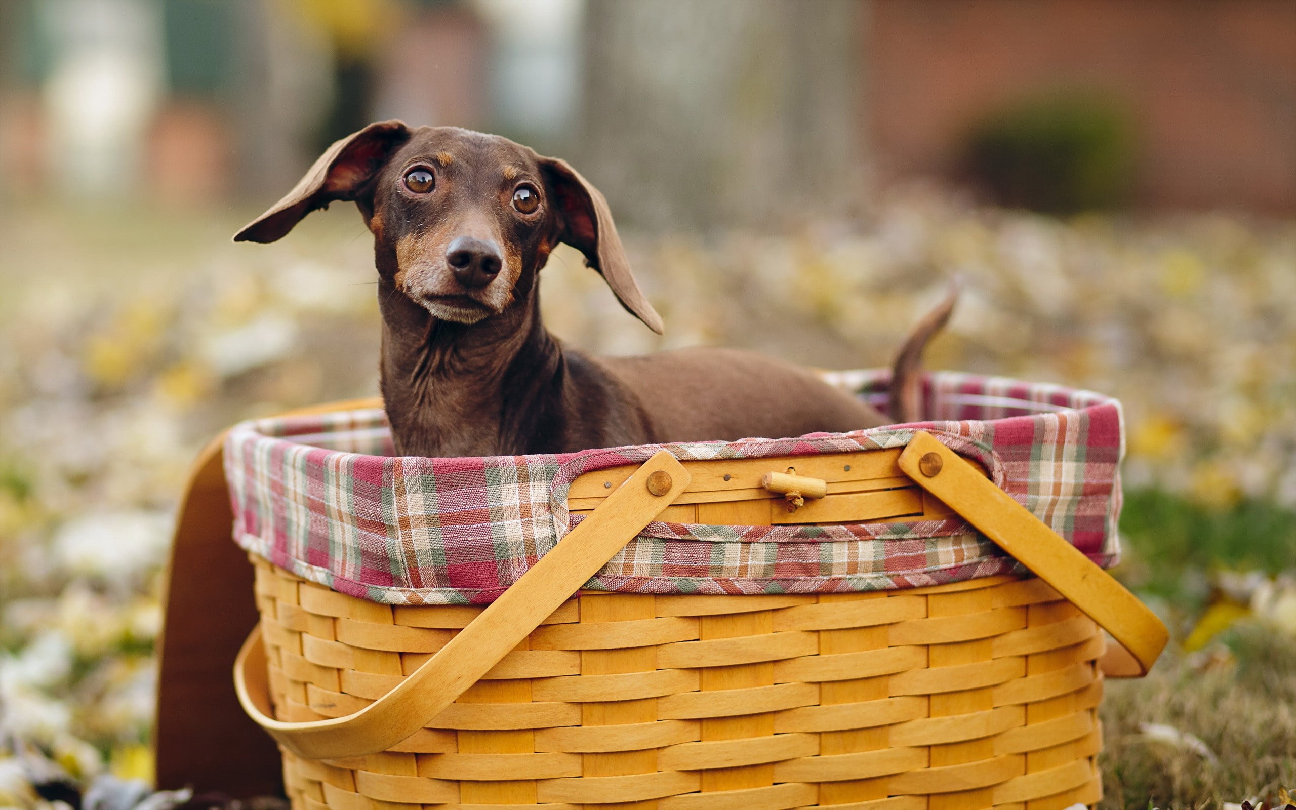 snout, chocolate, portrait, container, pets, animal, 2K, weimaraner, land, adult, wicker, day, domestic animals, basket, one animal, vertebrate, canine, HD Wallpaper