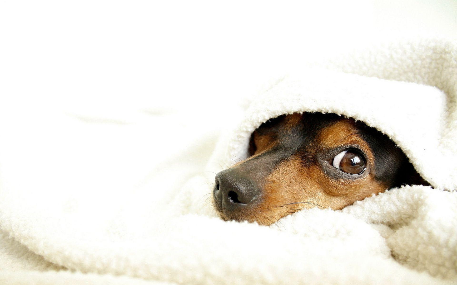 dog, dachshund, 1920x1200, animals, black, covered, brown, 1080P, HD Wallpaper