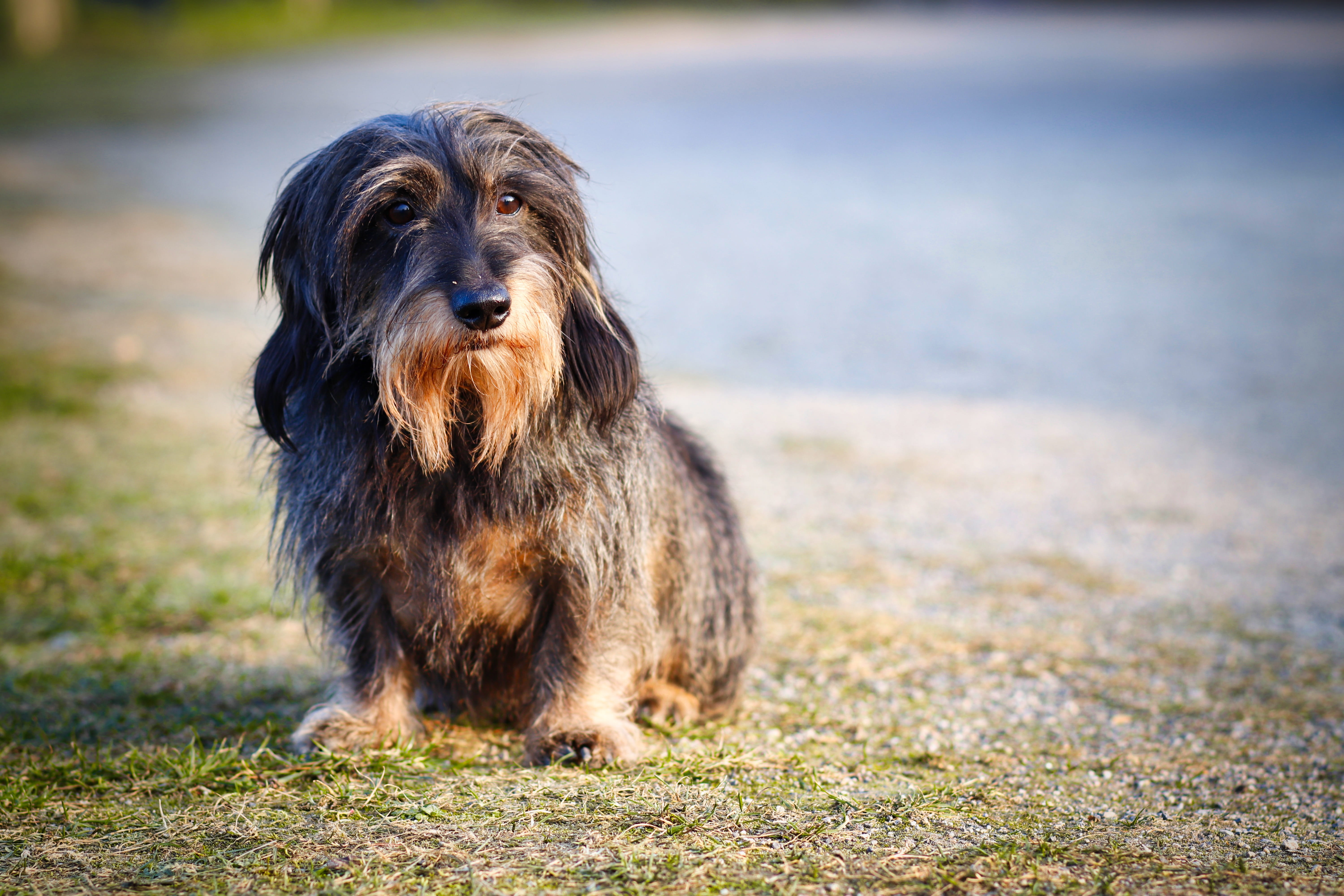 dog, mammal, day, cute, one animal, portrait, vertebrate, looking away, animal portrait, canine, pets, pet, domestic, looking, no people, land, sitting, HD Wallpaper