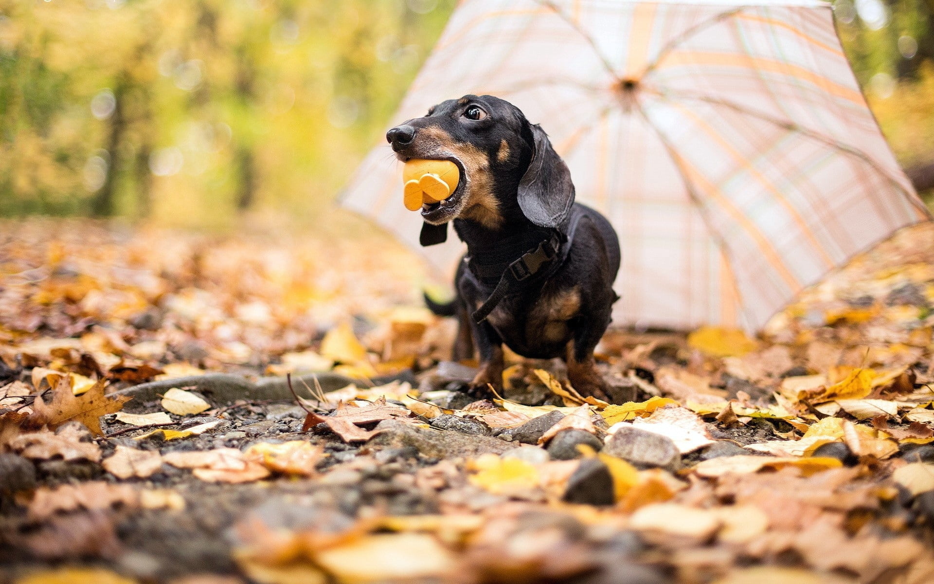 playful, walking, change, autumn, cute, domestic, pets, one animal, leaf, park - Man Made Space, no people, forest, friendship, puppy, 1080P, nature, animal, HD Wallpaper