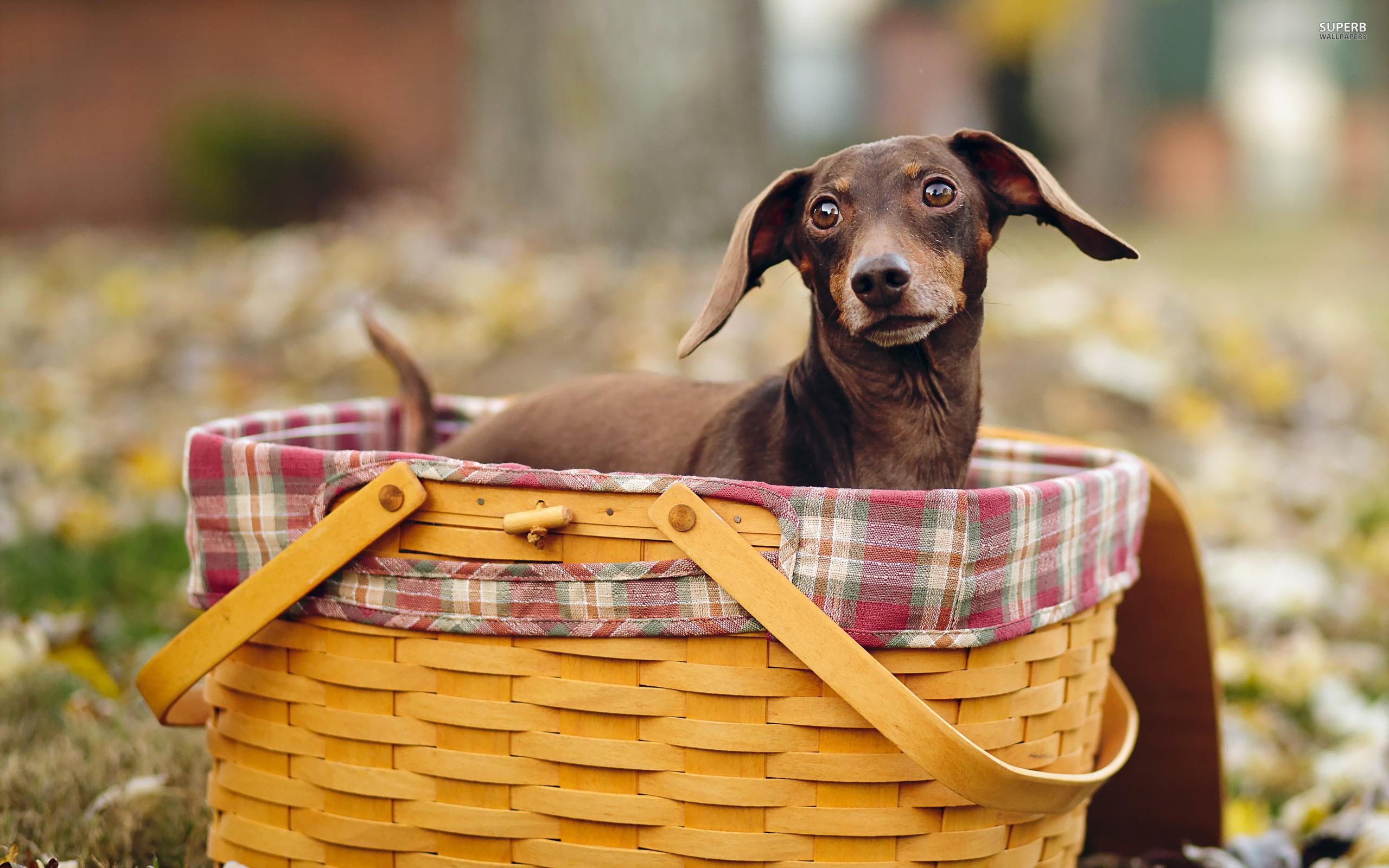 basket, brown, cute, adorable, animal, animals, 2K, dachshund, HD Wallpaper