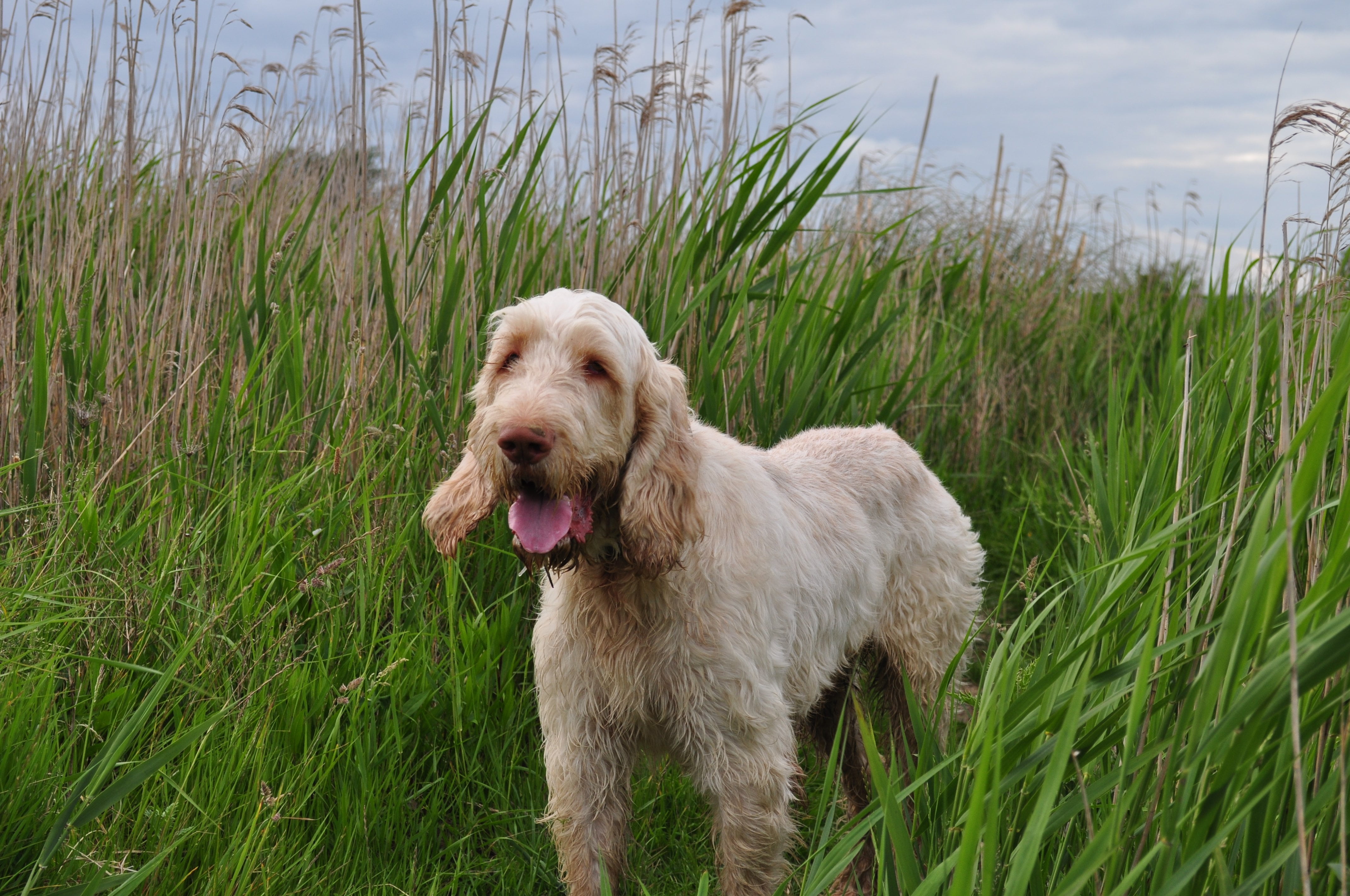 purebred Dog, animal, green color, plant, domestic Animals, brown, cocker Spaniel, mammal, looking, italian spinons, grass, vertebrate, canine, coated, HD Wallpaper