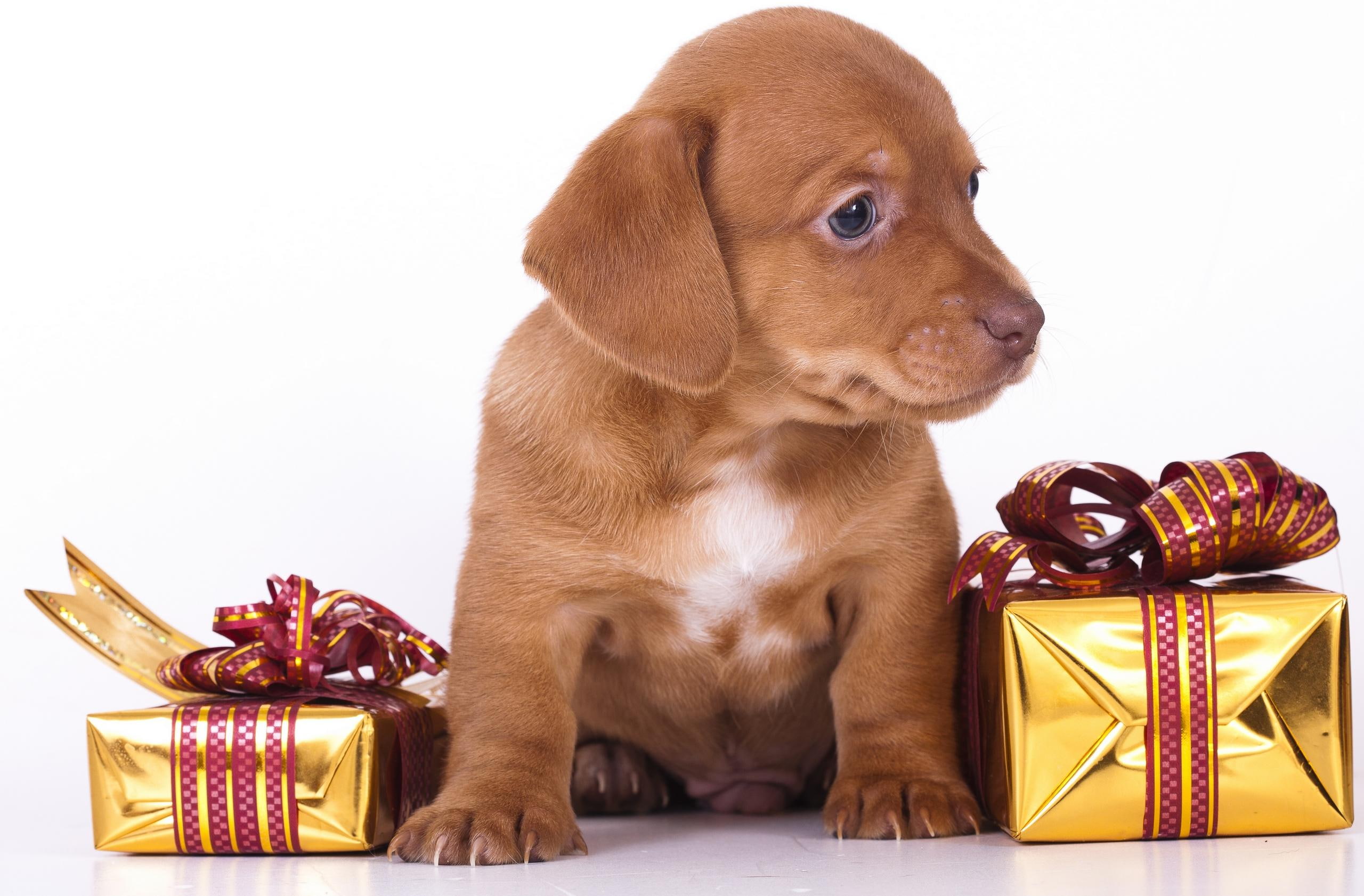 beautiful, magic, brown, gifts, labrador, merry christmas, animals, gift, lovely, puppy, sweet, present, retriever, puppies, 2K, paws, HD Wallpaper