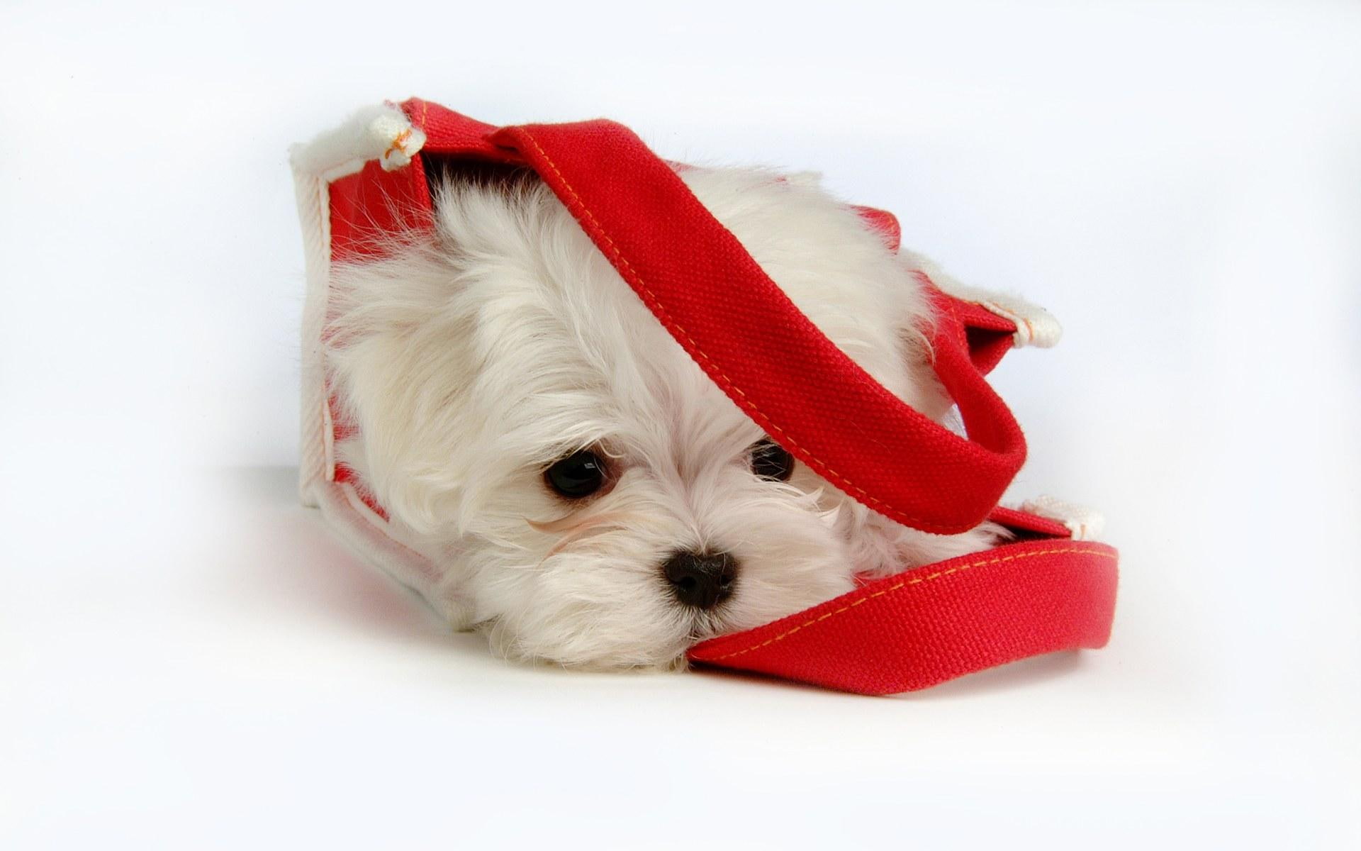 abstract, lovely, white, funny, cute, long, coat, entertainment, other, puppy, animals, 1080P, HD Wallpaper