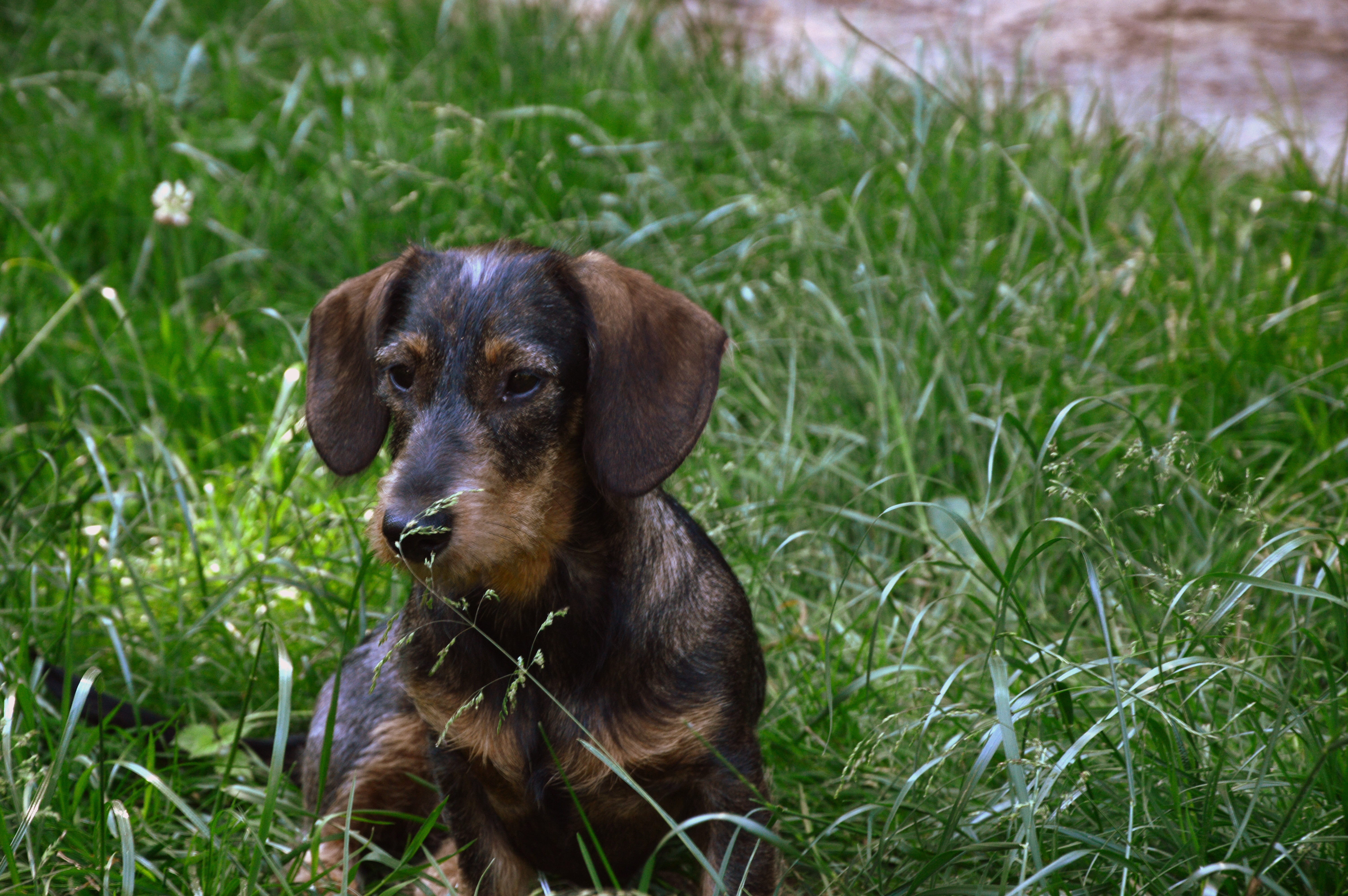no people, plant, grass, wirehaired dachshunds, vertebrate, dachshund, one animal, young animal, mammal, field, animal themes, land, sitting, dog, pets, HD Wallpaper