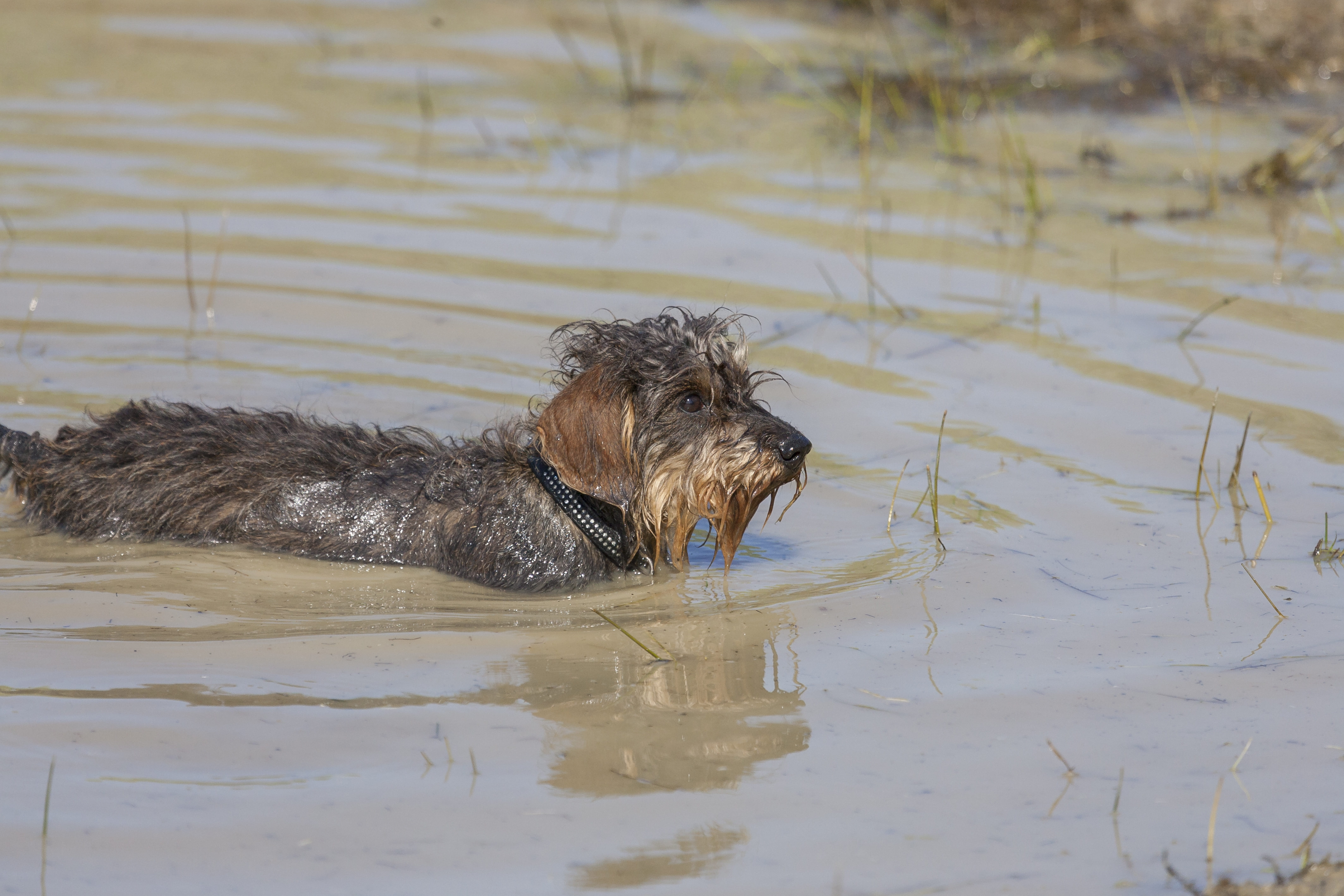 mammal, river, canine, animal wildlife, animal themes, no people, day, waters, water, pet, reflection, domestic animals, lake, animal head, puddle, dachshund, HD Wallpaper