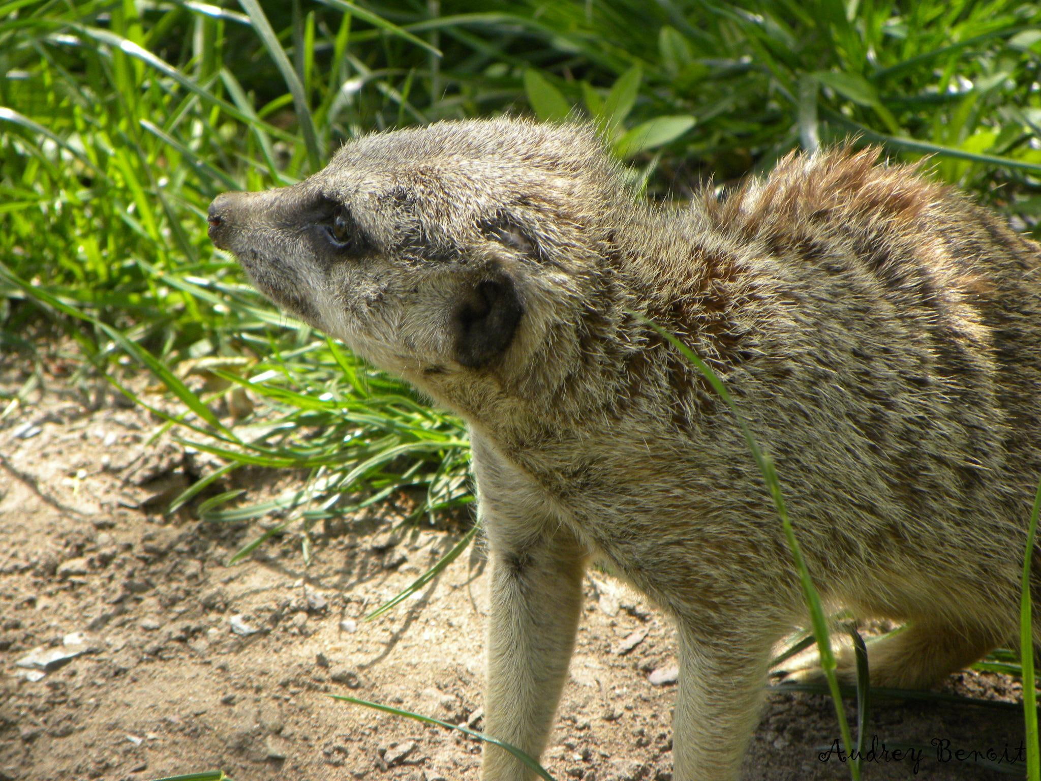 africa, captivity, 1080P, suricates, animals, suricate, mongoose, looking, food, HD Wallpaper