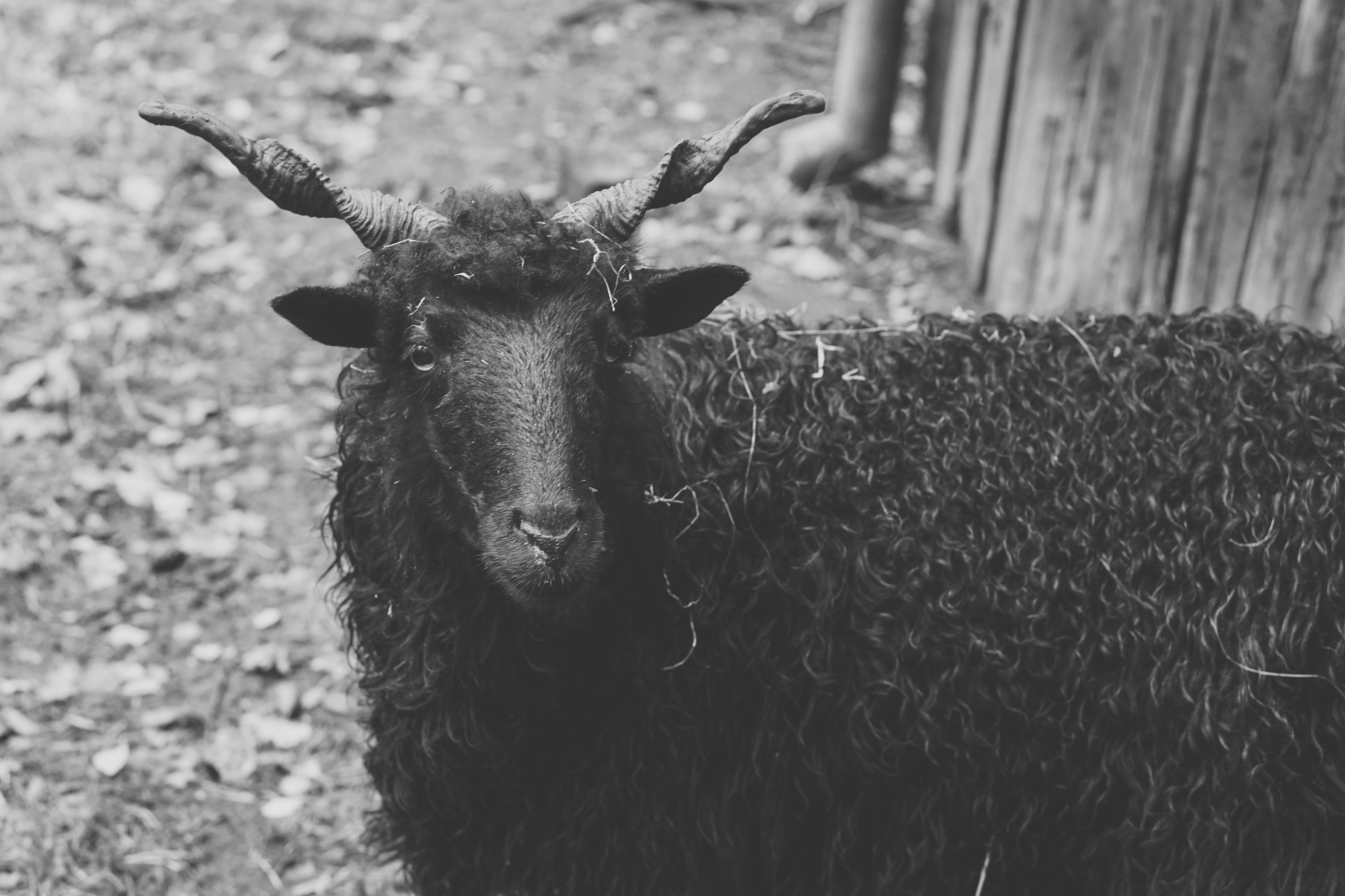 focus on foreground, black sheep, horns, looking at camera, wool, close-up, day, animals in the wild, no people, zoo, 5K, animals, nature, herbivorous, HD Wallpaper