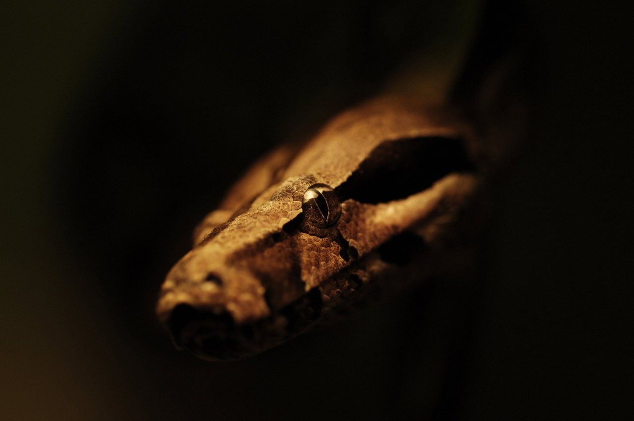 720P, snake, animals, depth of field, reptiles, HD Wallpaper