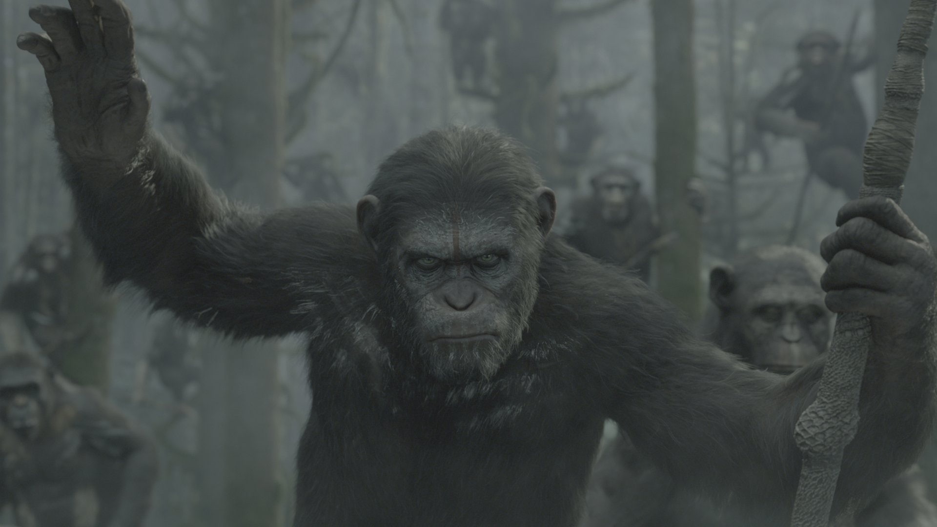 focus on foreground, animal wildlife, Dawn of the Planet of the Apes, zoo, animals in the wild, mammal, Movie, no people, outdoors, vertebrate, one animal, HD Wallpaper
