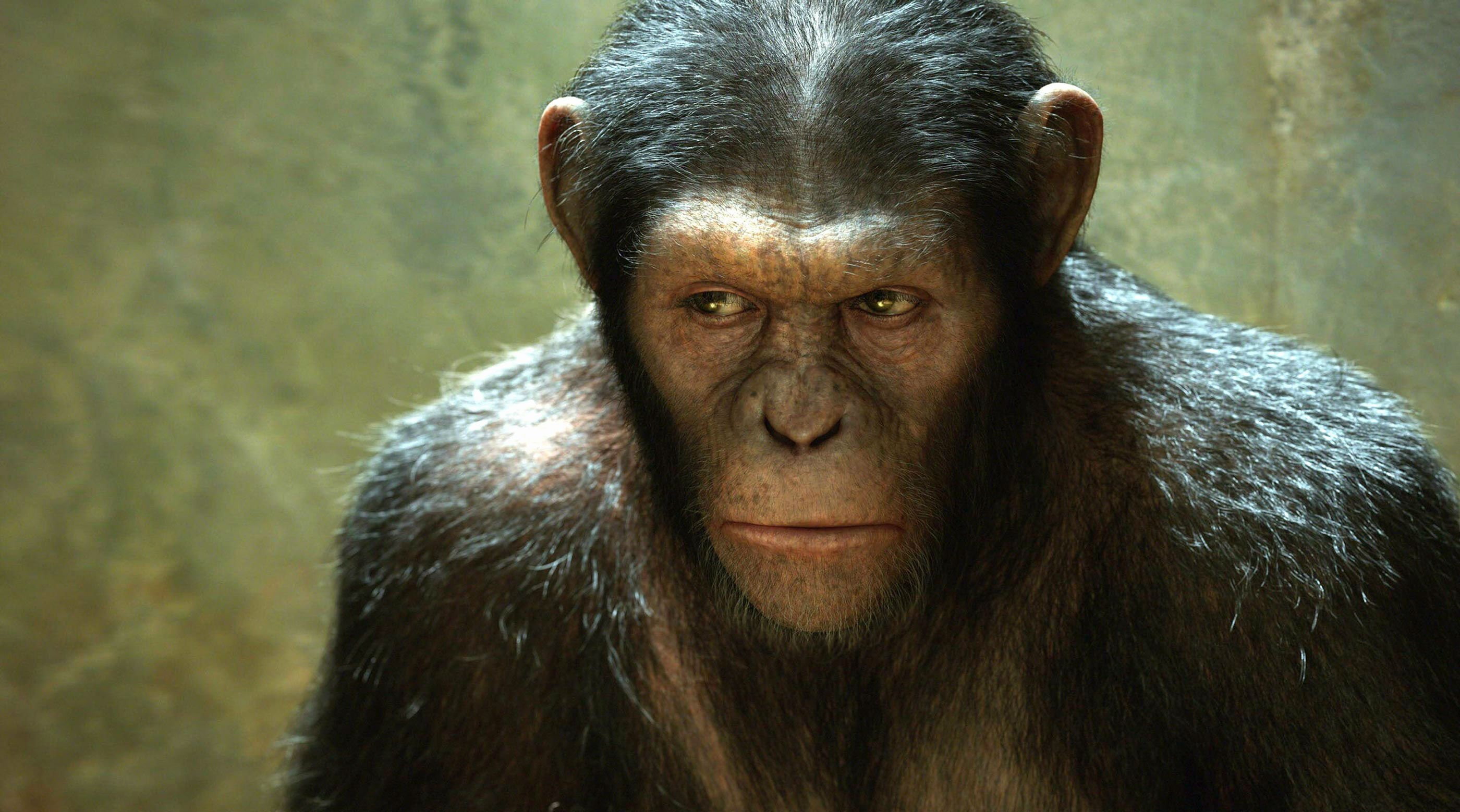 adventure, apes, 2K, monkey, sci fi, dawn, action, dawn of the apes, planet, drama, HD Wallpaper
