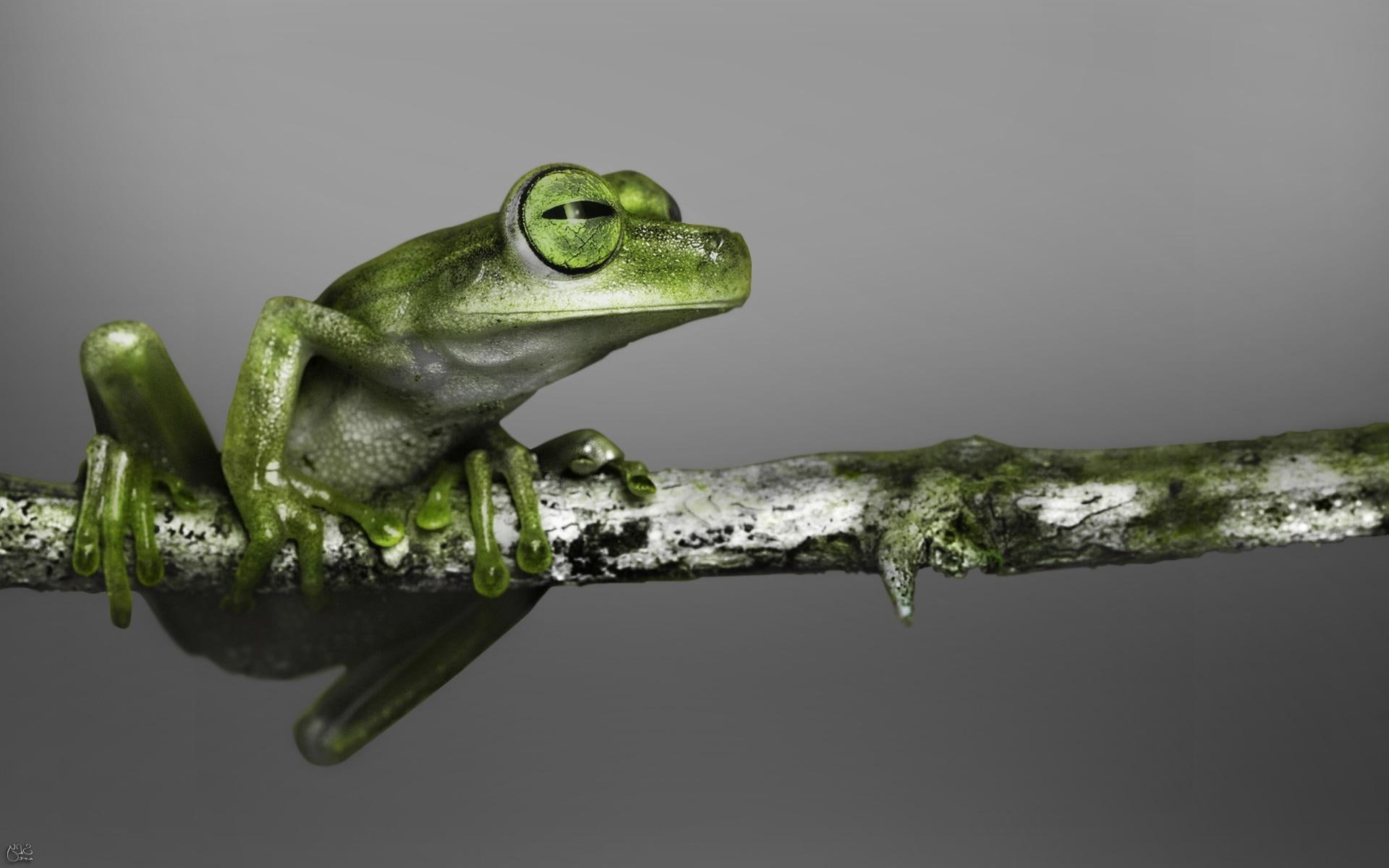 1920x1200, tree, animals, frog, little, green, 1080P, HD Wallpaper