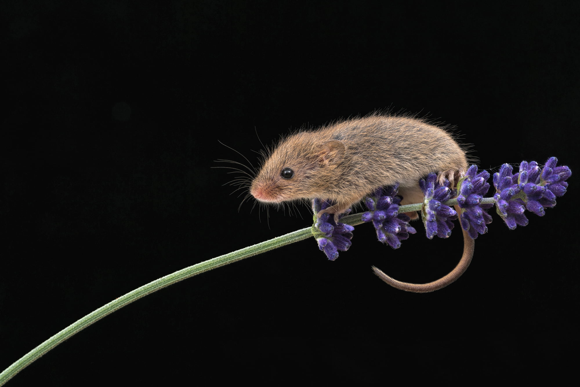 photo, brown, whisker, Harvest mouse, rat, nature, background, lavender, cute, ray, small, 1080P, animal, wildlife, Bournemouth, purple, Micromys minutus, HD Wallpaper