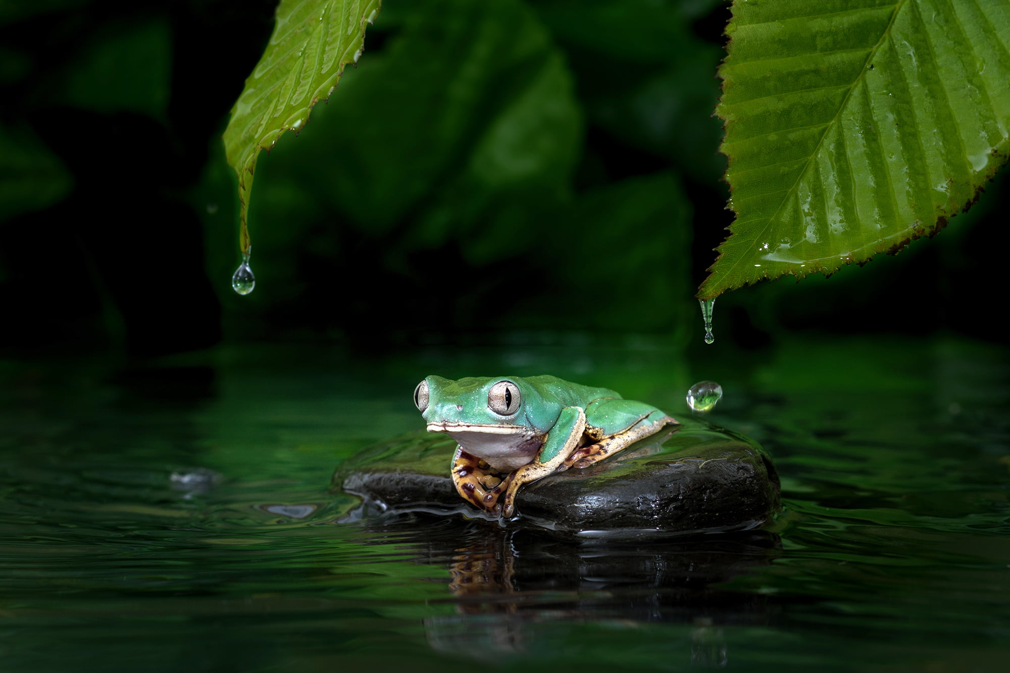 pond, focus, animal, green Color, nature, wildlife, 1080P, Monkey Frog, Leg, Super Tiger, frog, selective, rock, water, Phyllomedusa tomopterna, photography, HD Wallpaper