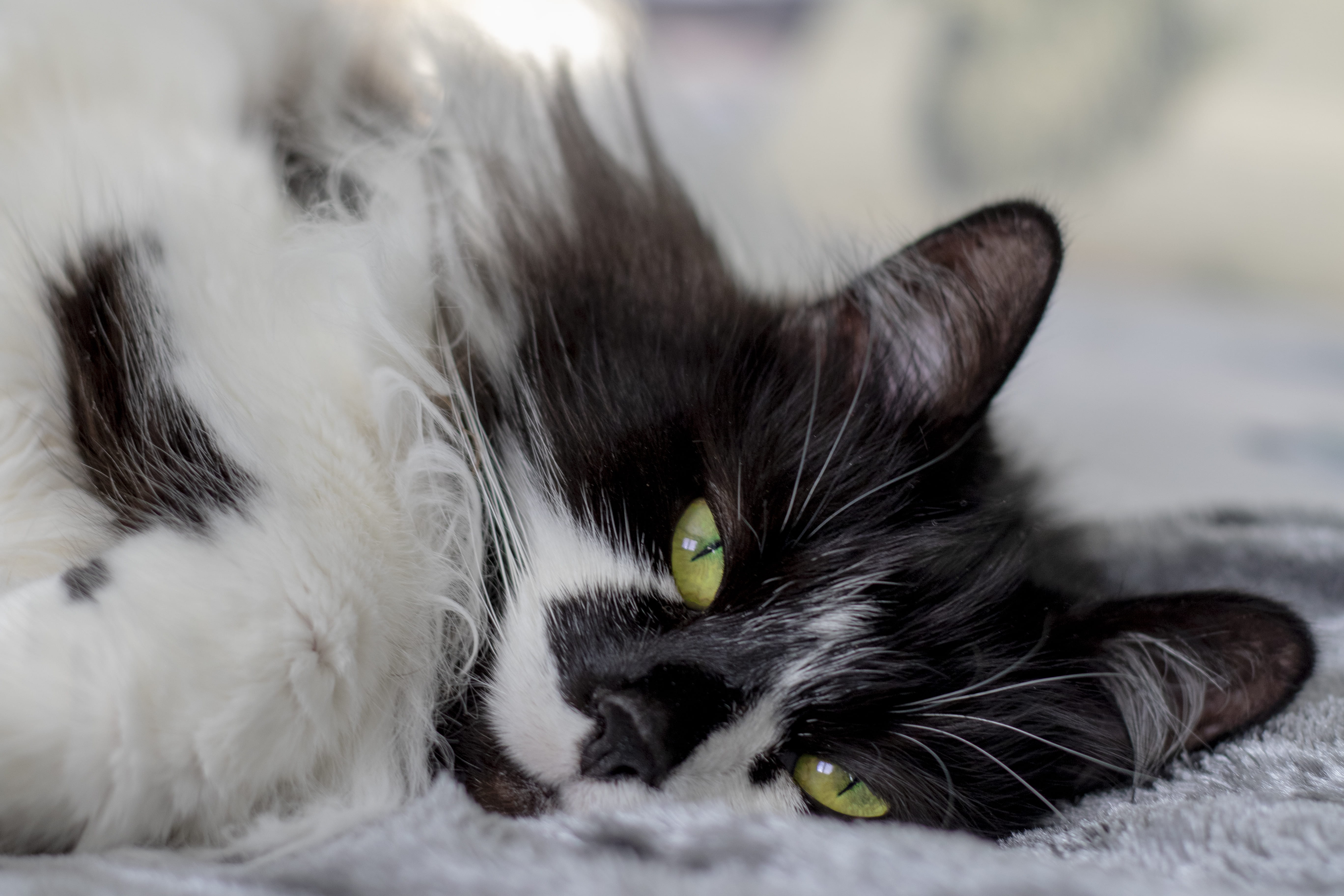 watching, bournemouth, whiskers, no people, animal themes, animal eye, animal body part, black, fluffy, uk, portrait, ragdoll, eyes, nose, domestic cat, HD Wallpaper