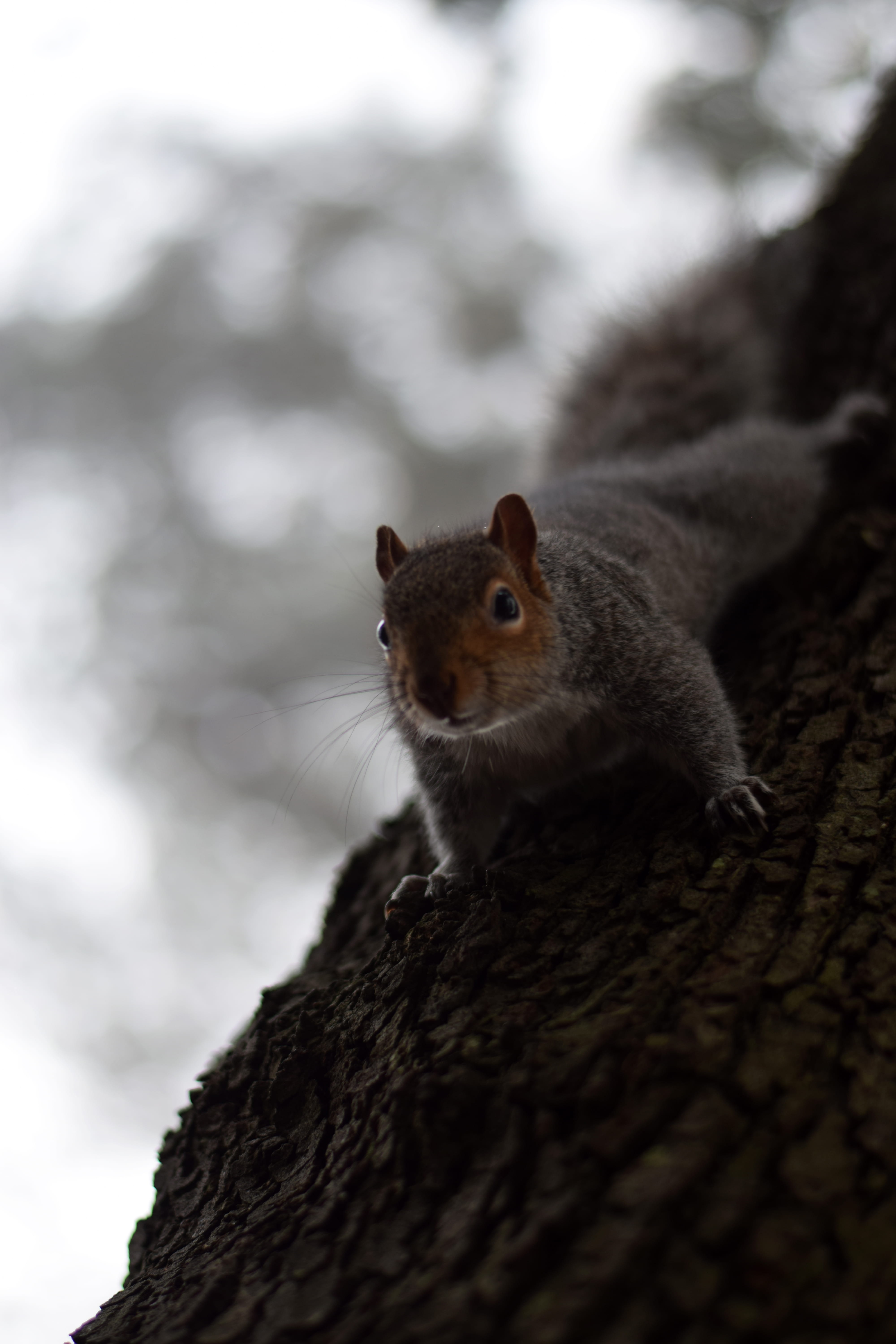 one animal, portrait, forest, squirrel, animal wildlife, focus on foreground, animal, nature, mammal, animal themes, animals in the wild, looking, rodent, Phone HD Wallpaper