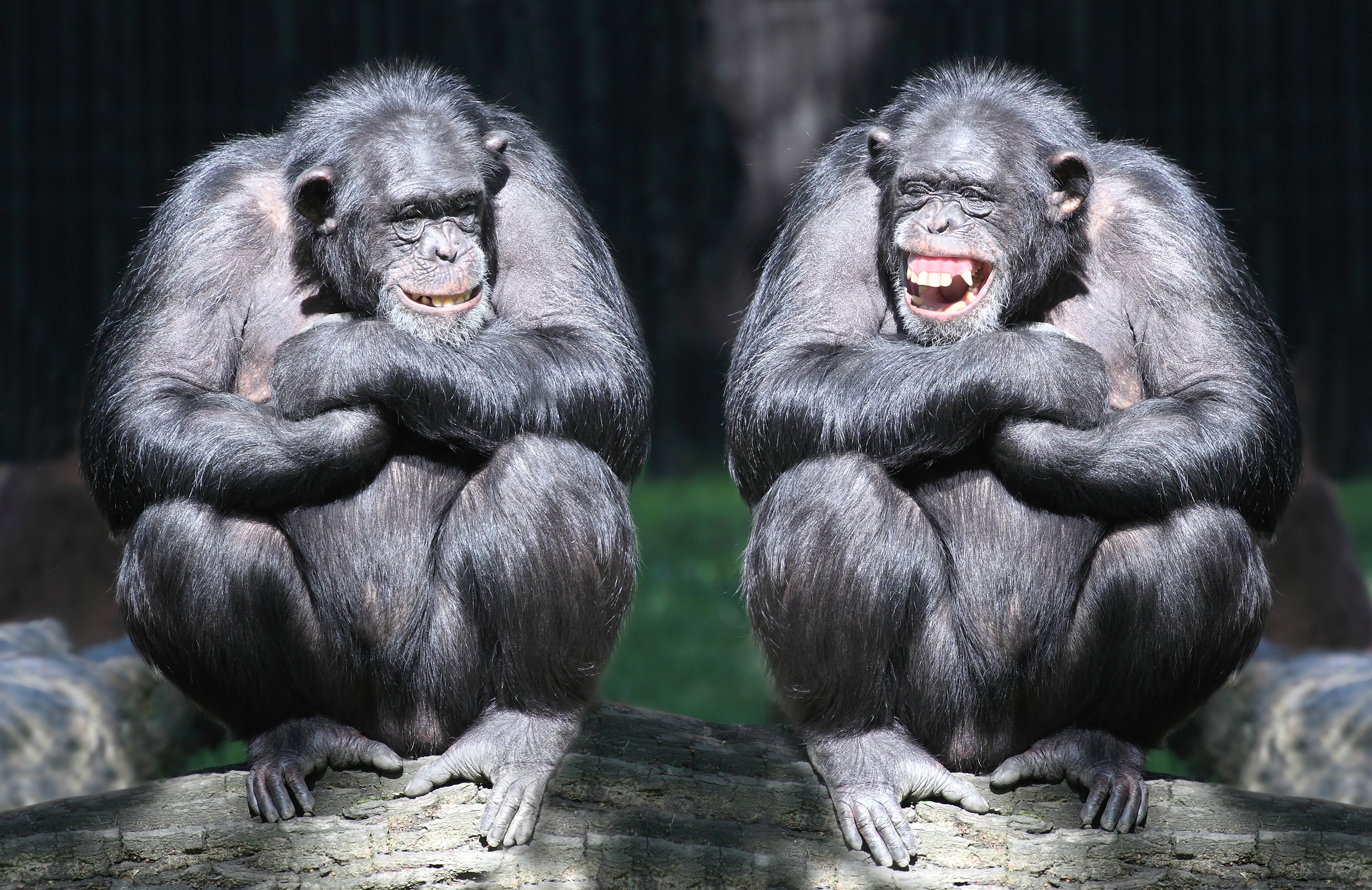 4K, bonobo, HD Wallpaper