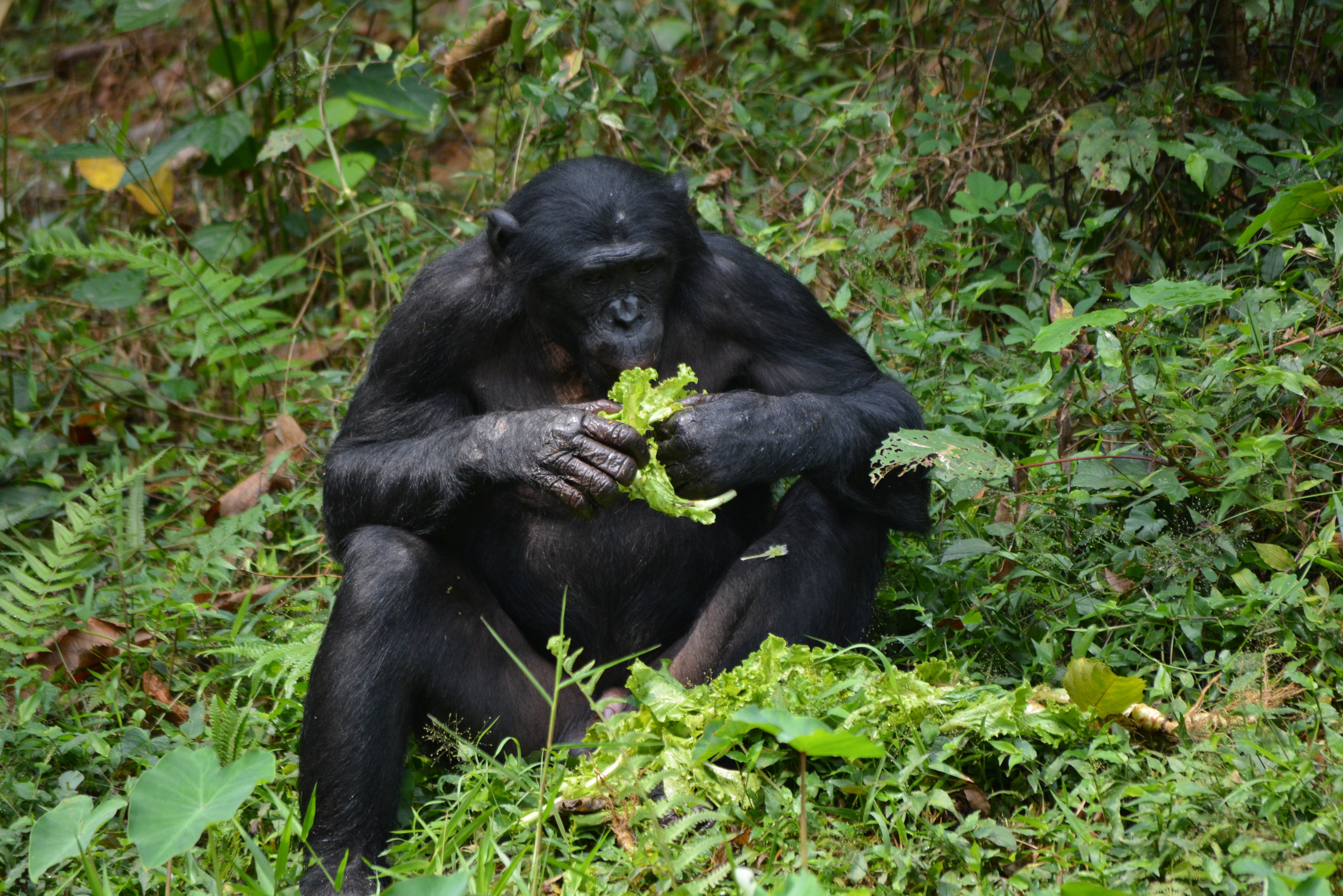 4K, one animal, animals in the wild, wildlife, mammal, gorilla, animal wildlife, animal themes, ape, no people, monkey, green color, africa, outdoors, HD Wallpaper