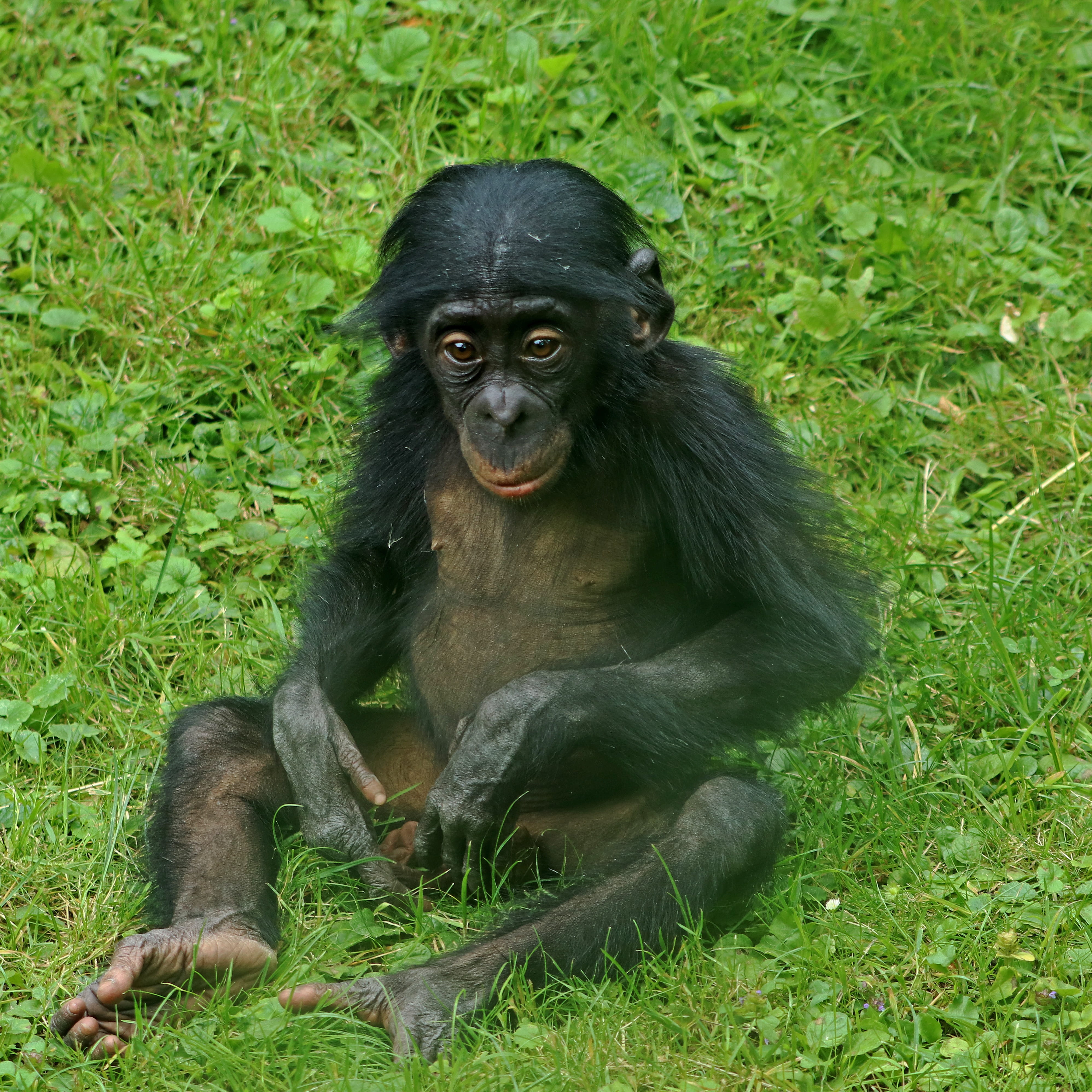 4K, primate, day, animal family, plant, zoo, animals in the wild, grass, Animal, sitting, field, mammal, outdoors, monkey baby, vertebrate, nature, no people, Phone HD Wallpaper