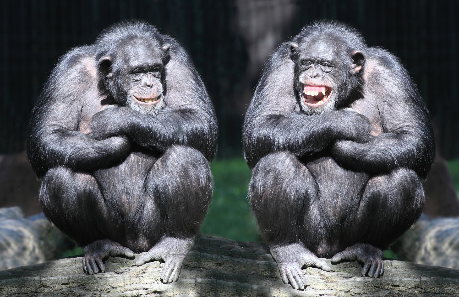 Monkey, Animal, Monkeys, Ape, 1080P, Bonobo, Smile, HD Wallpaper