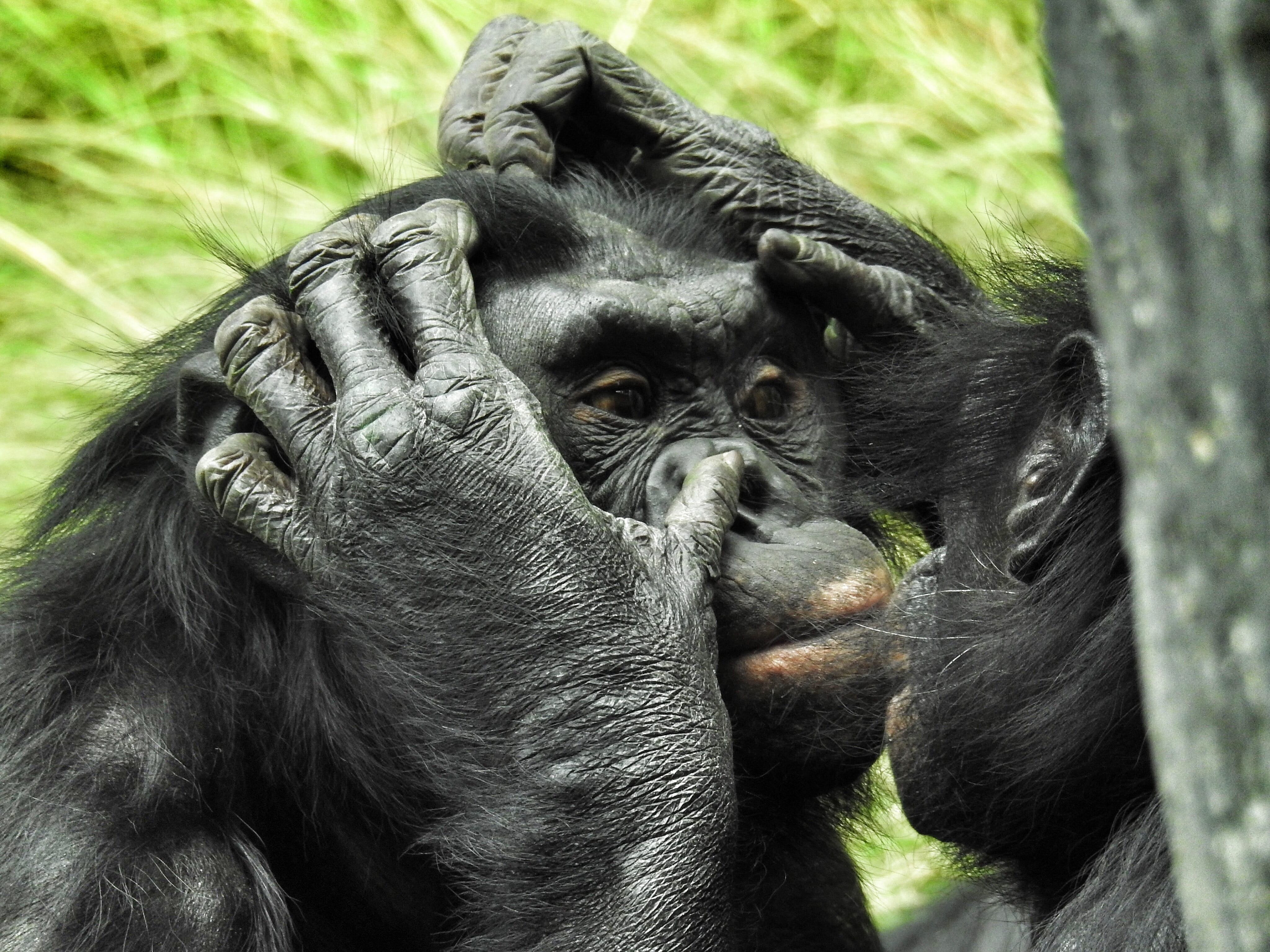 land, focus on foreground, animal themes, monkey, vertebrate, no people, Mammal, nose, animals in the wild, black color, holding, selective, primate, San Diego Zoo, HD Wallpaper