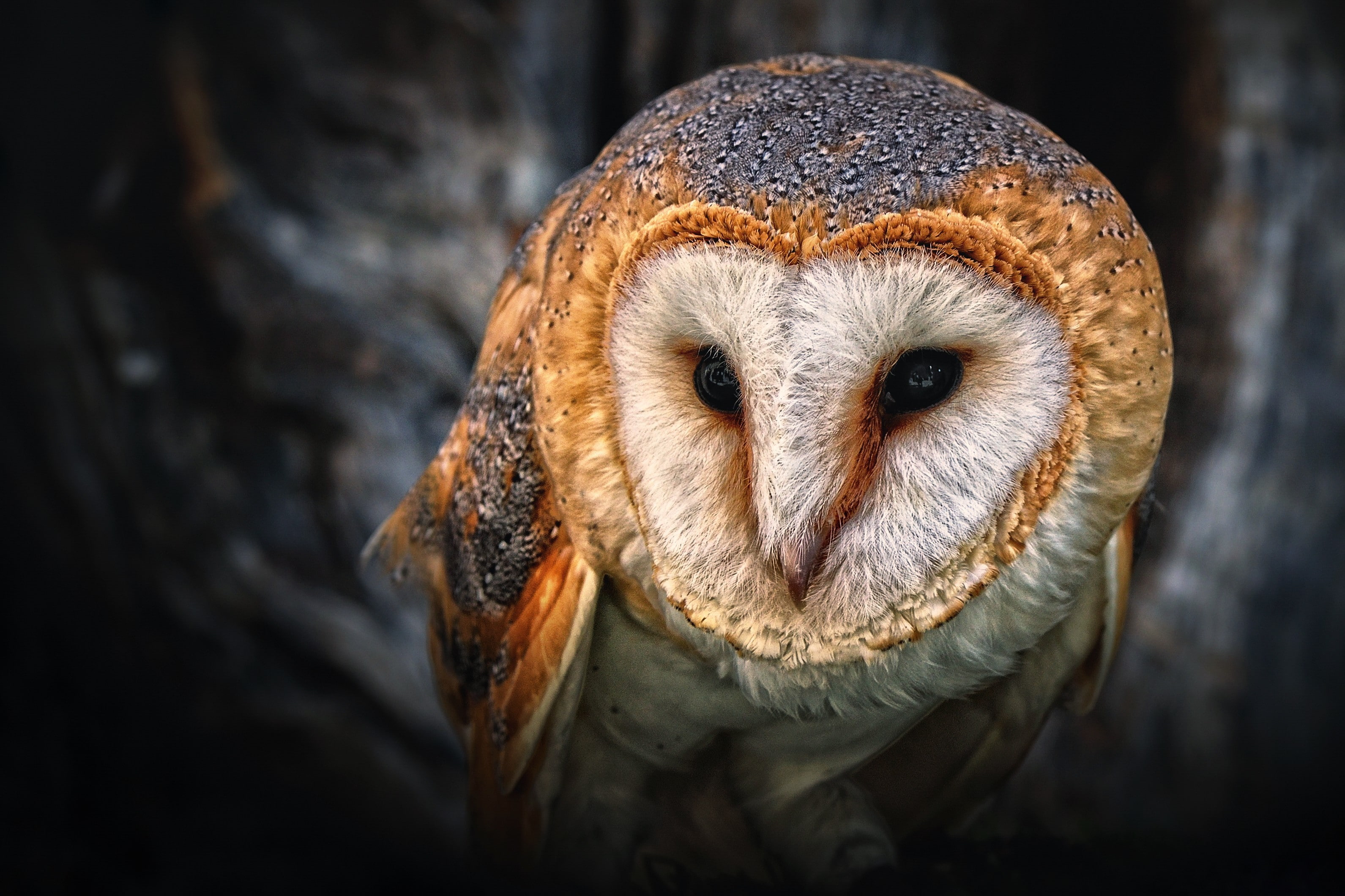 birds, black eyes, owl, 2K, HD Wallpaper