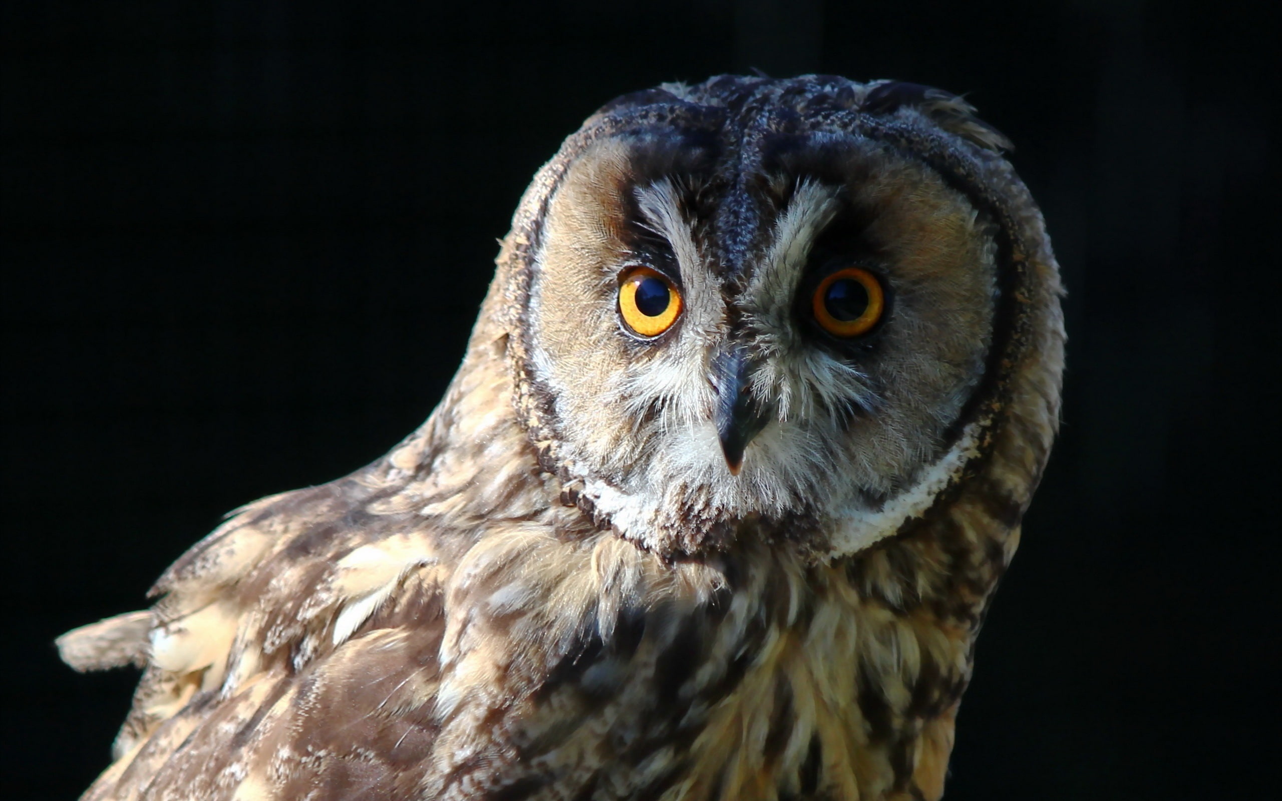 Owl, Background, 2K, Black, close, HD Wallpaper