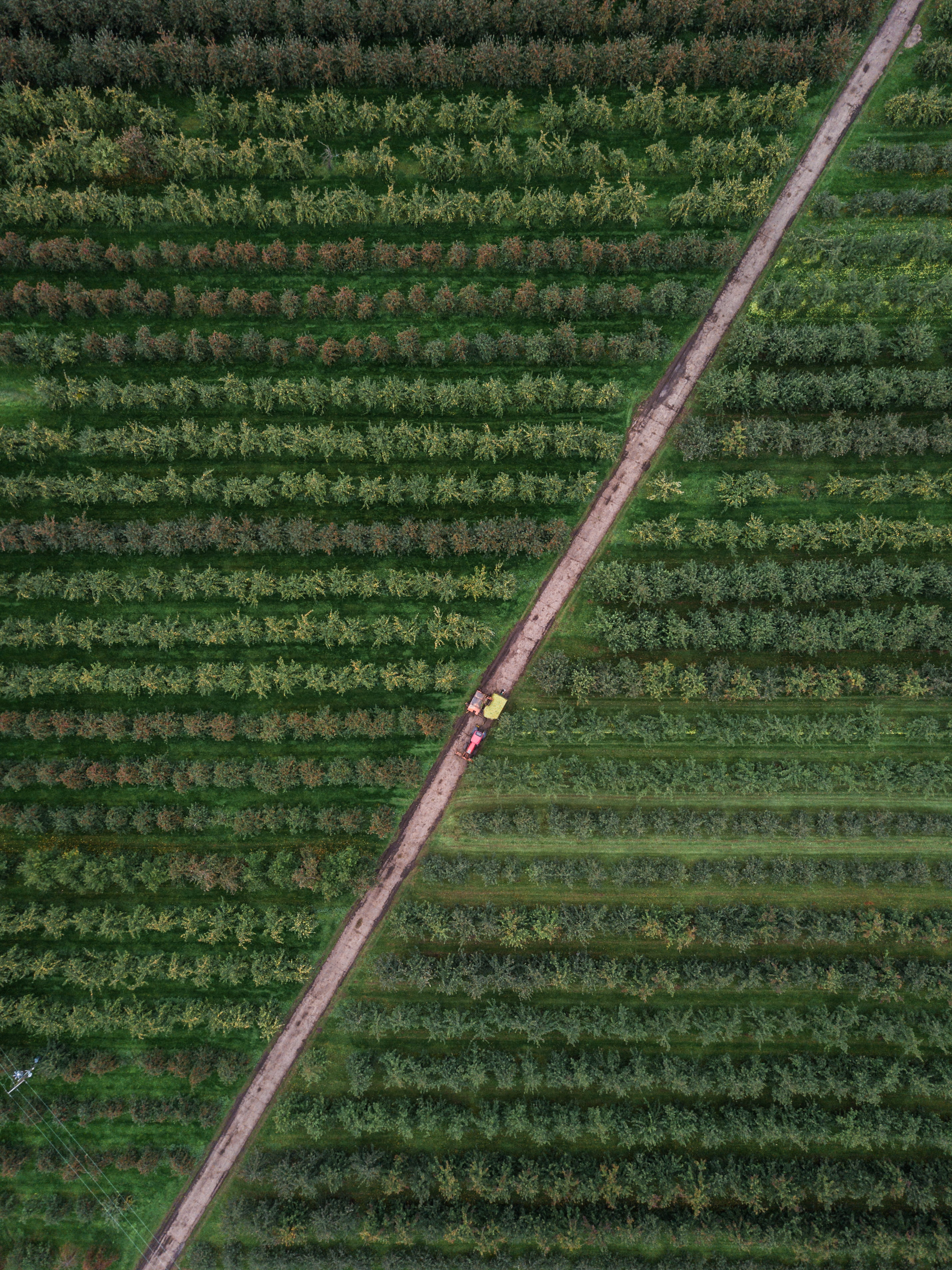 road, plantation, outdoors, row, aerial view, scenics - nature, tranquility, land, tranquil scene, nature, full frame, no person, bird, trees, farm, nature, Phone HD Wallpaper