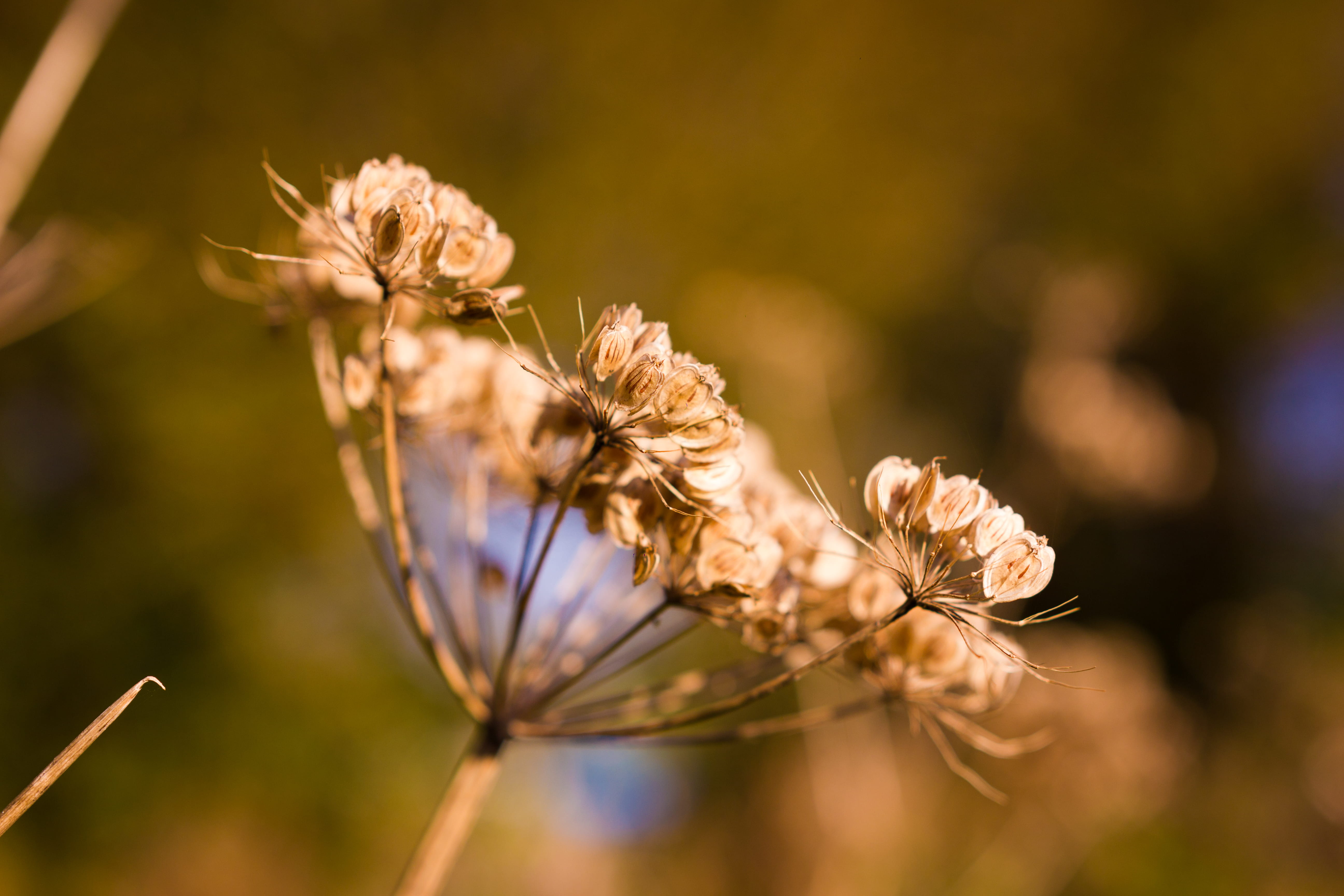 nature, sunlight, 5K, inflorescence, flower head, outdoors, focus on foreground, autumn, fragility, flower, petal, vulnerability, flowering plant, sunny, HD Wallpaper