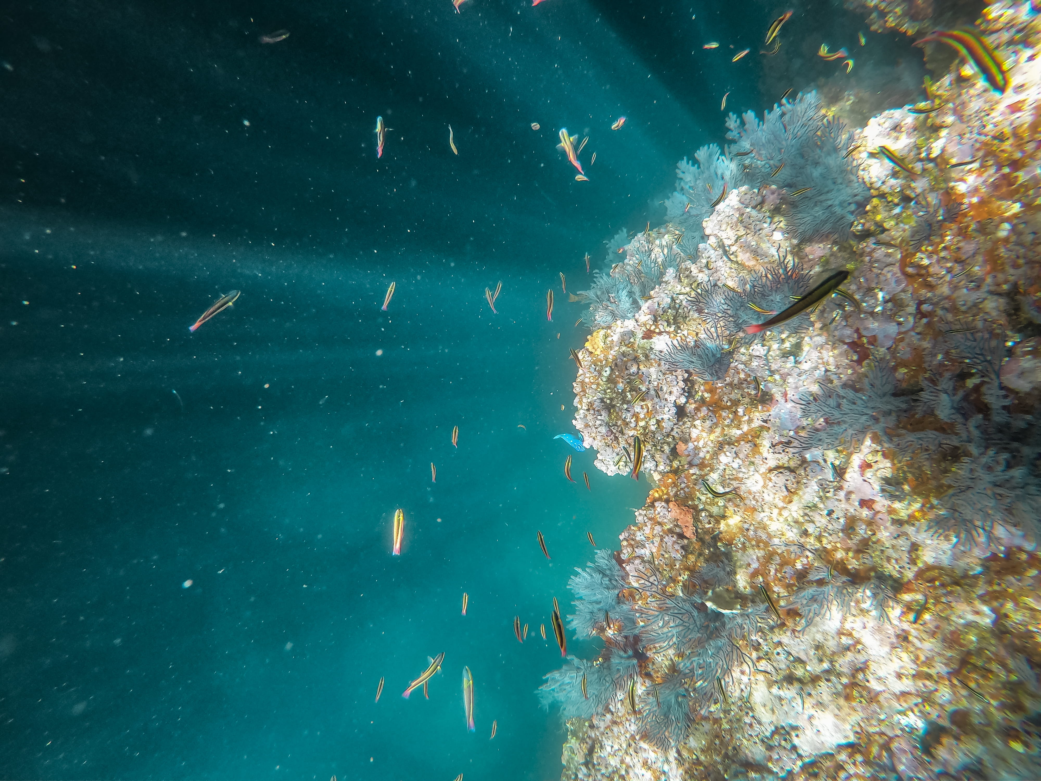 sponge animal, fish, aquarium, group of animals, brown, sea life, high angle view, painting, 4K, outdoors, water, school of fish, rays of light, undersea, HD Wallpaper