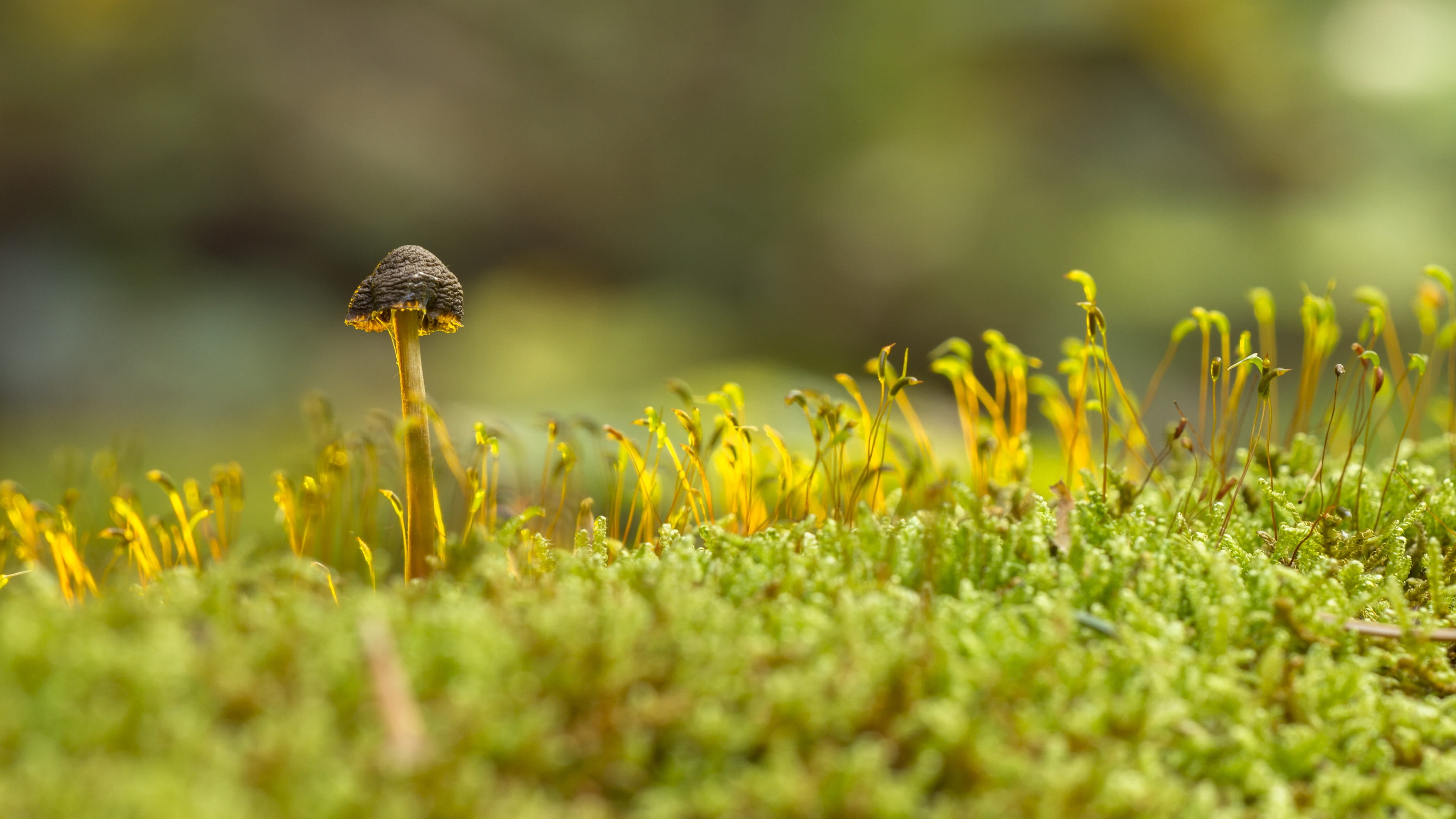 springtime, one animal, selective focus, grass, animal wildlife, pollination, flower head, animal, beauty in nature, mushroom, fungus, animals in the wild, HD Wallpaper