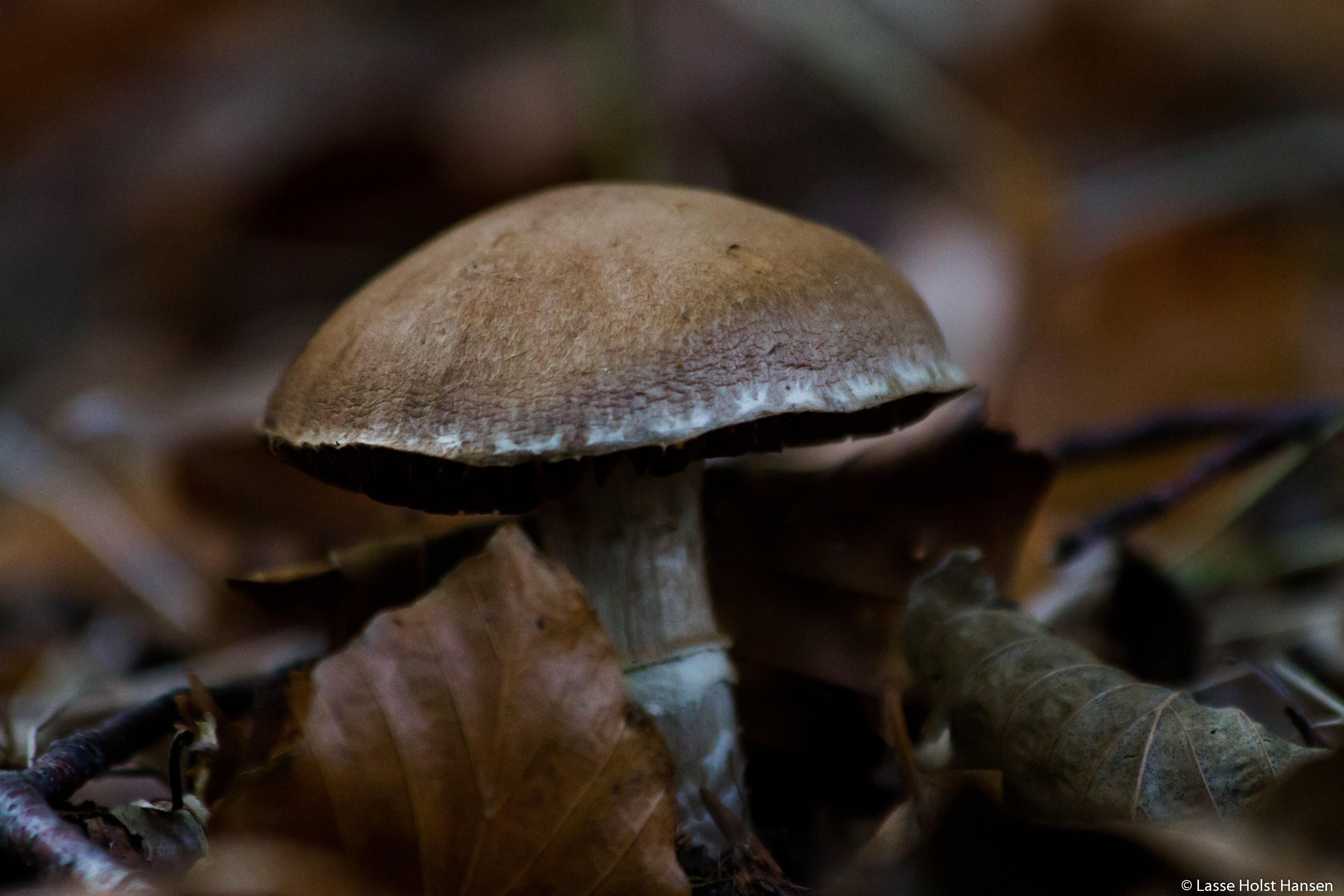 tree, 4K, vulnerability, forest, sponge, food, natural, outdoors, mushroom, fragility, edible mushroom, group of objects, denmark, autumn, plant, bokeh, HD Wallpaper