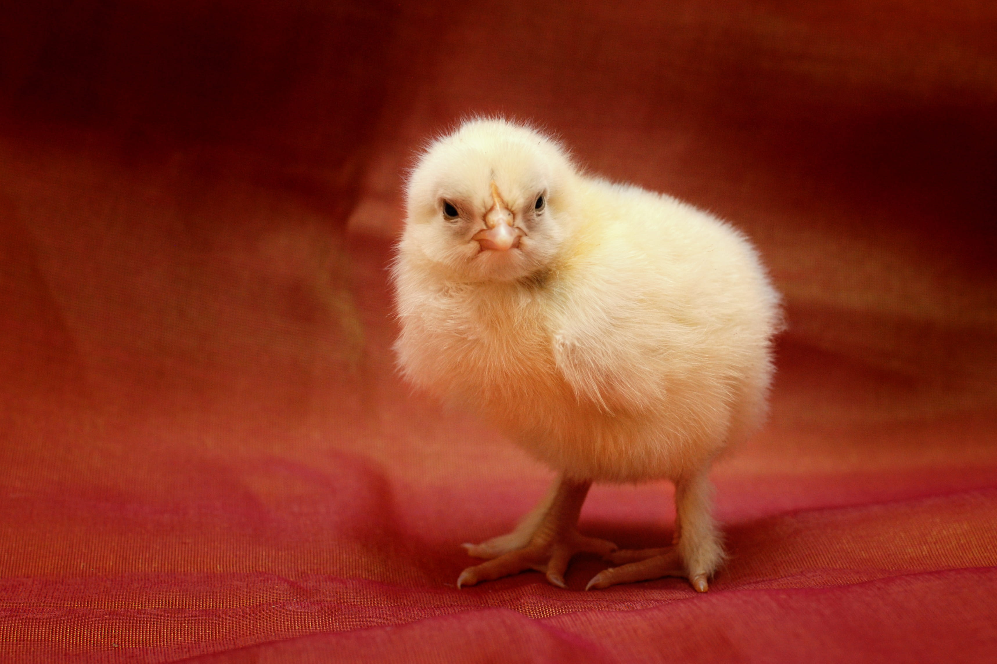 baby chicken, livestock, domestic, animal themes, 2K, young bird, full length, angry, domestic animals, standing, chiken baby, indoors, portrait, no people, HD Wallpaper