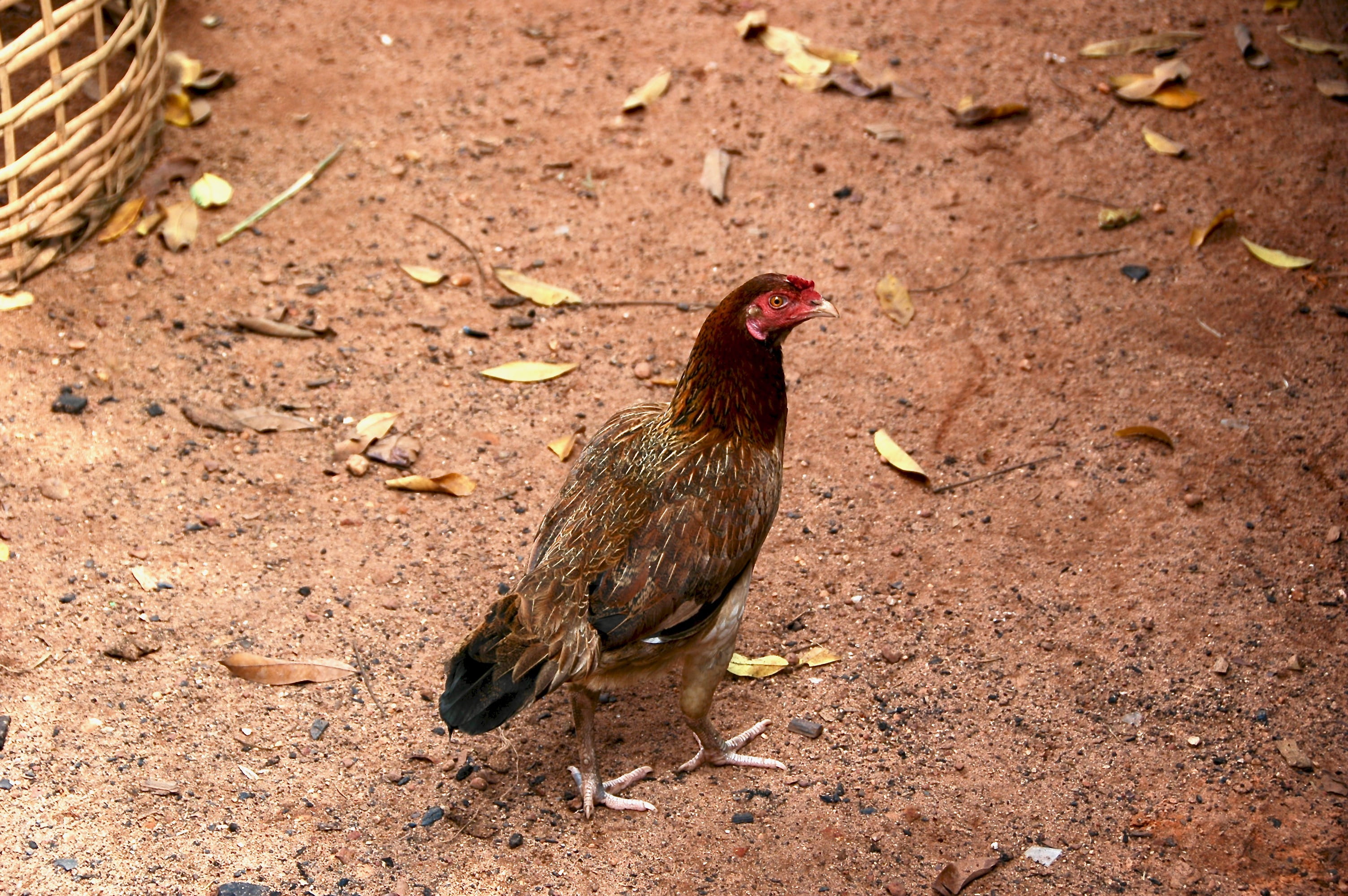 no people, domestic, high angle view, chiken, outdoors, animal, chicken, bird, chicken - bird, day, land, field, vertebrate, nature, 2K, livestock, animal themes, HD Wallpaper