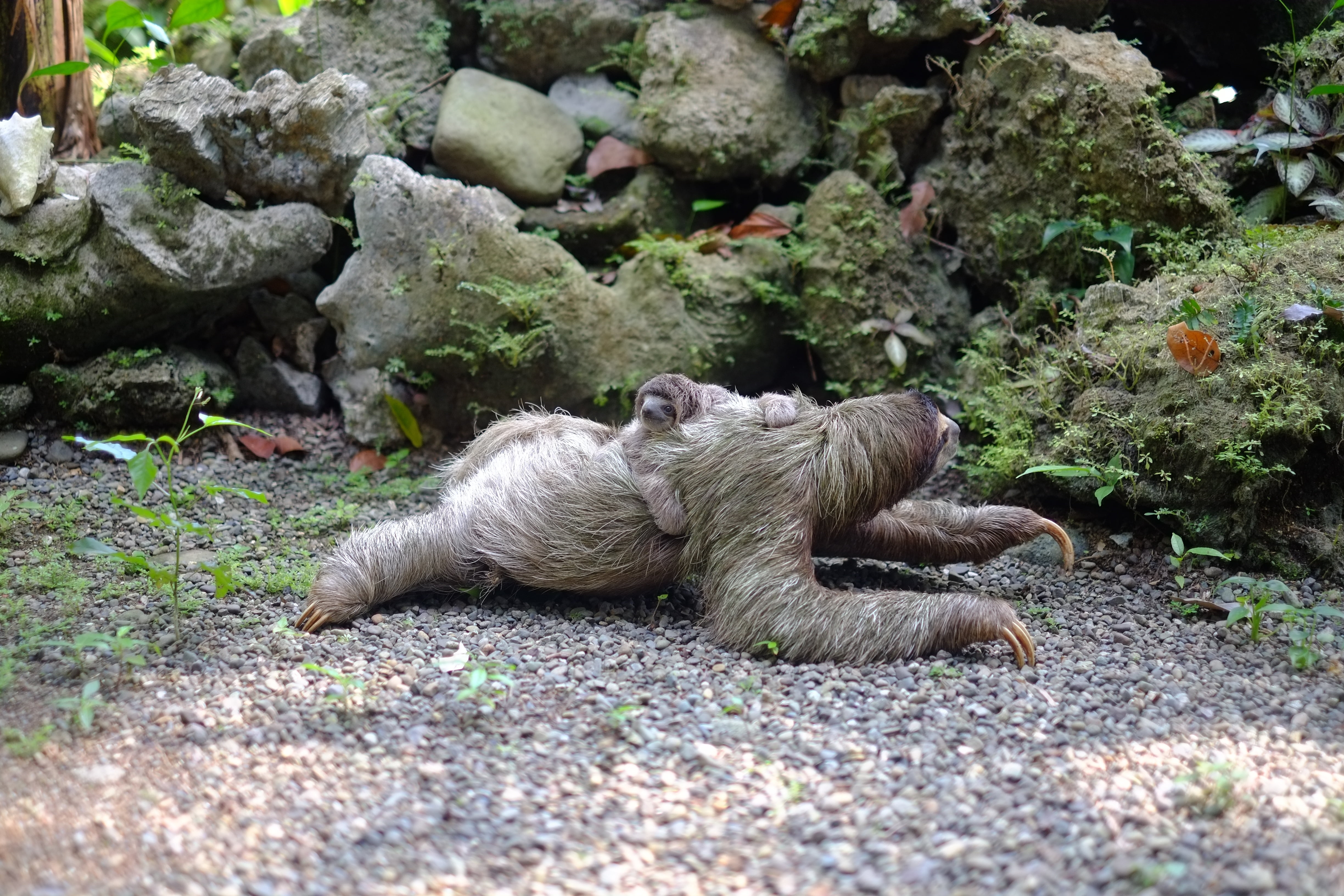 4K, sloth, dog, mammal, animals In The Wild, wildlife, rock, animal themes, small, domestic animals, cute, day, walk, gray, animal, one animal, rock - object, HD Wallpaper