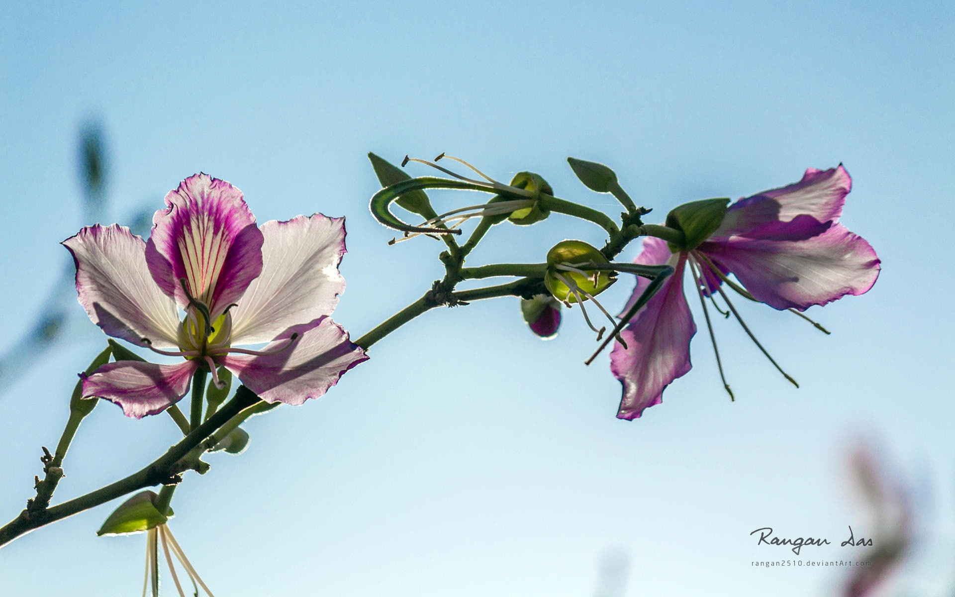 glimpse, springtime, day, plant, sepal, theme, 1080P, nature, beauty in nature, clear sky, pink color, tree, petal, freshness, no people, fragility, HD Wallpaper