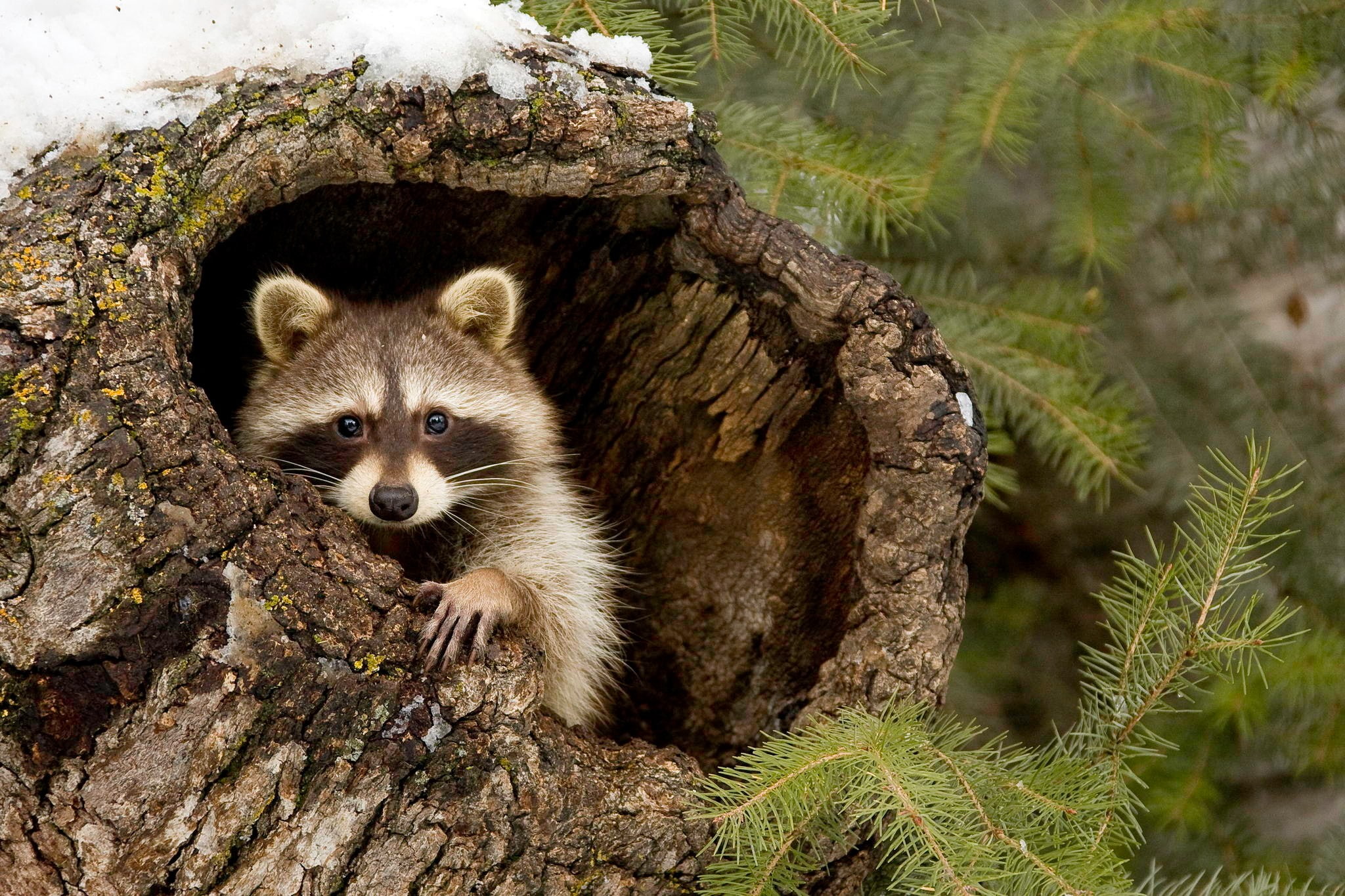 tree, 1080P, forest, Raccoon, branches, HD Wallpaper