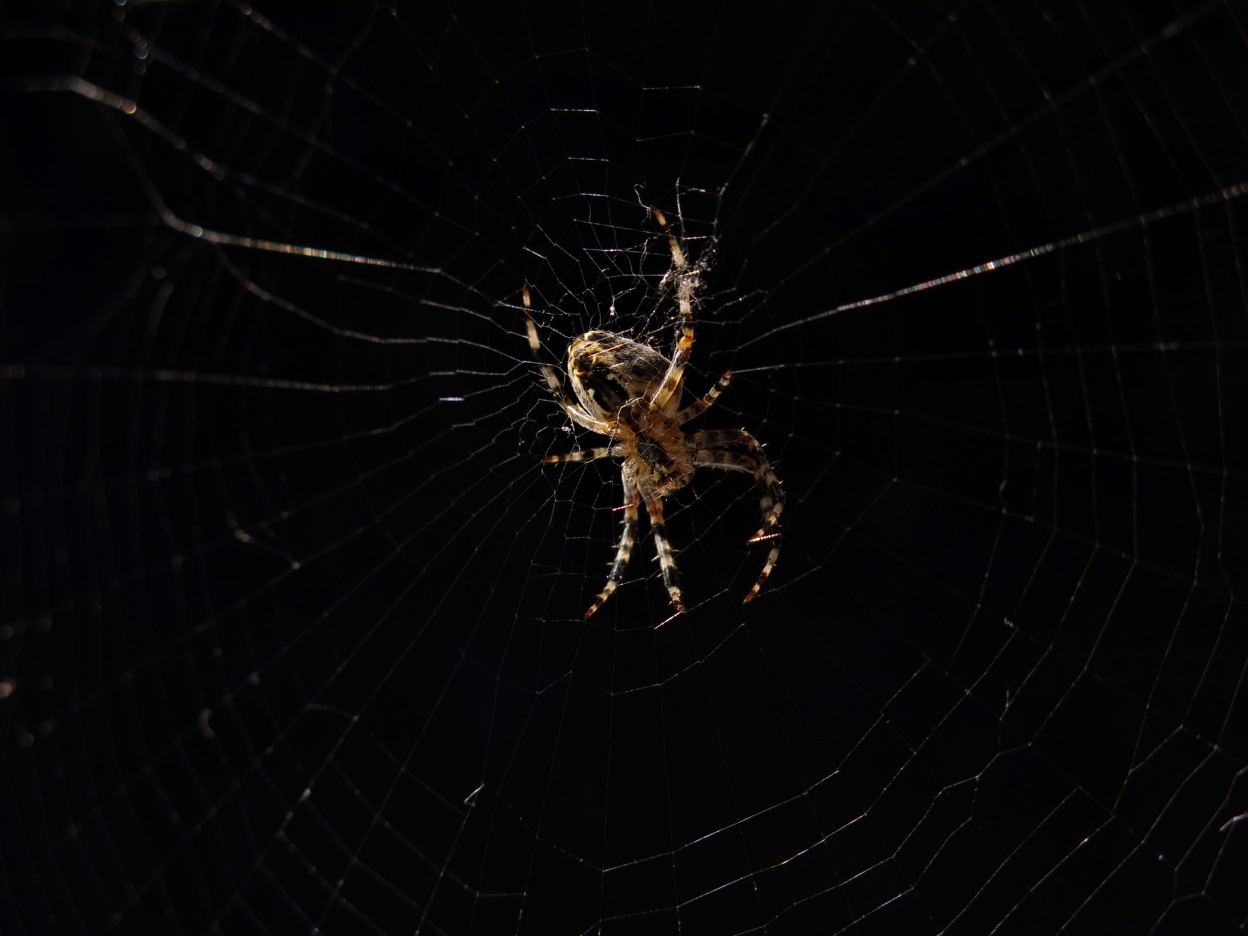 invertebrate, focus on foreground, spider web, animal world, animal themes, one animal, close up, spider of the year 2010, nature, vulnerability, araneus, HD Wallpaper