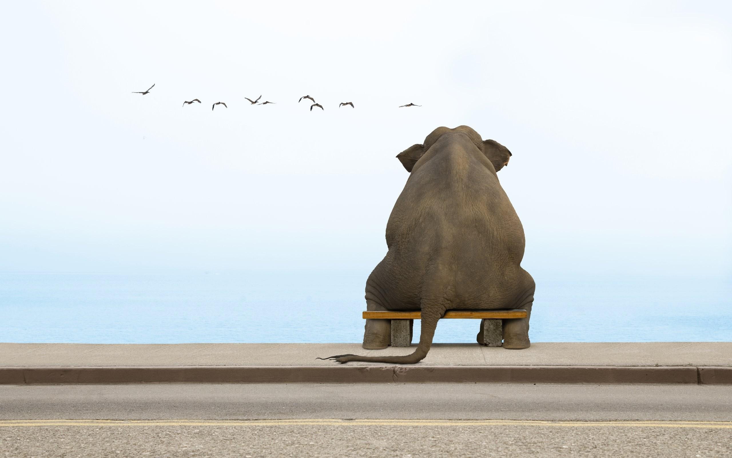 sitting, funny, 2K, elephant, gray, HD Wallpaper