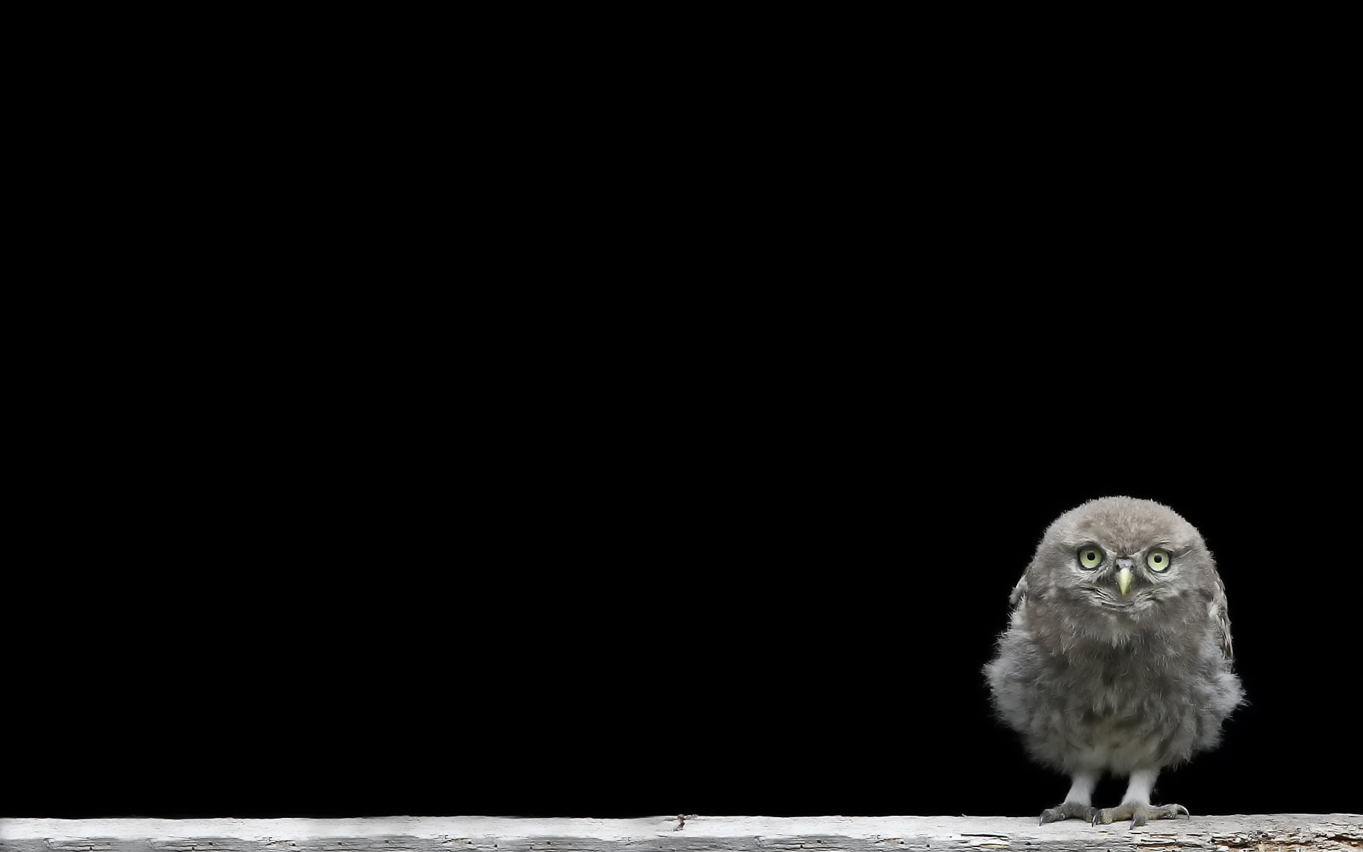 studio shot, full length, bird of prey, vertebrate, mammal, looking, animal wildlife, owl, no people, bird, gray, chick, copy space, 1080P, animal body part, HD Wallpaper
