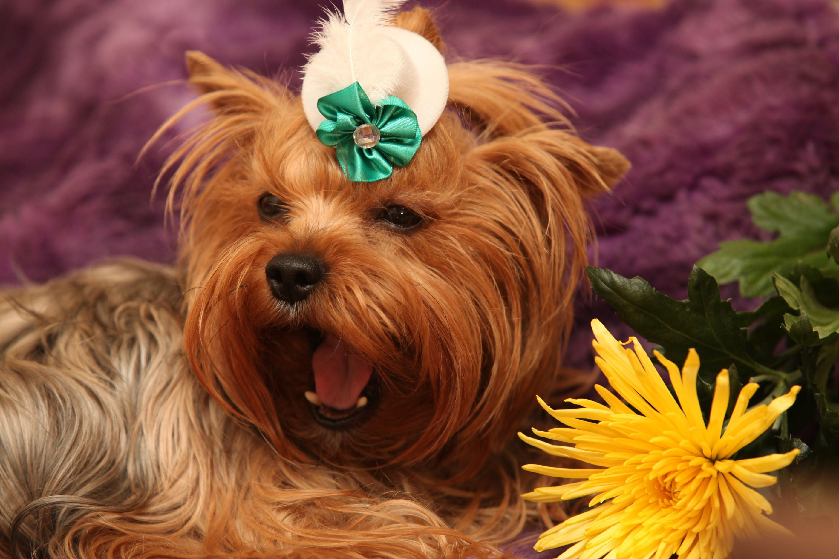 one Animal, fur, 2K, plant, beauty, mammal, blue, adult, brown, flower, domestic Animals, purebred Dog, mouth open, cute, domestic, young Animal, yorkshire Terrier, HD Wallpaper